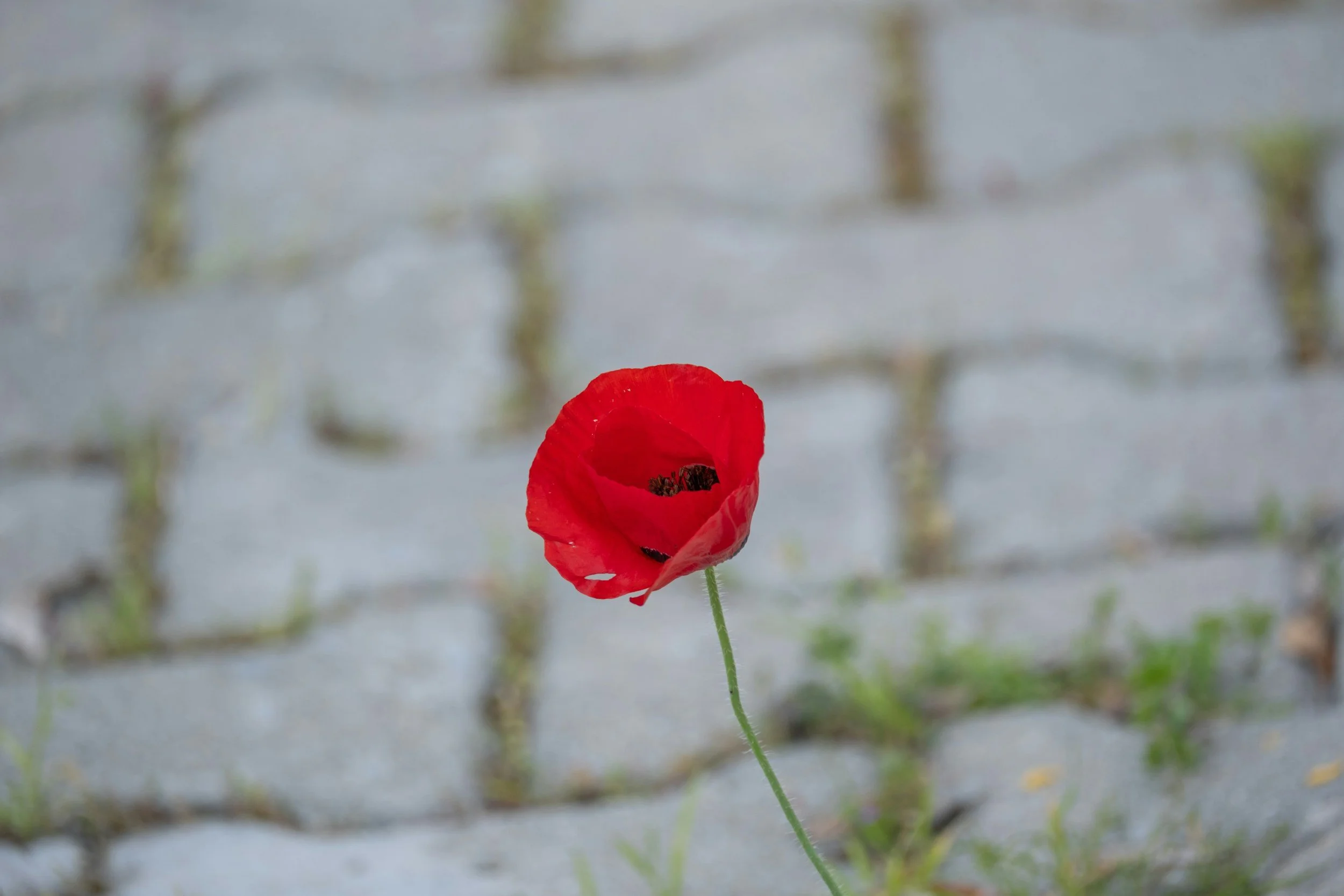 HERDENKINGSCONCERT  LELYSTAD