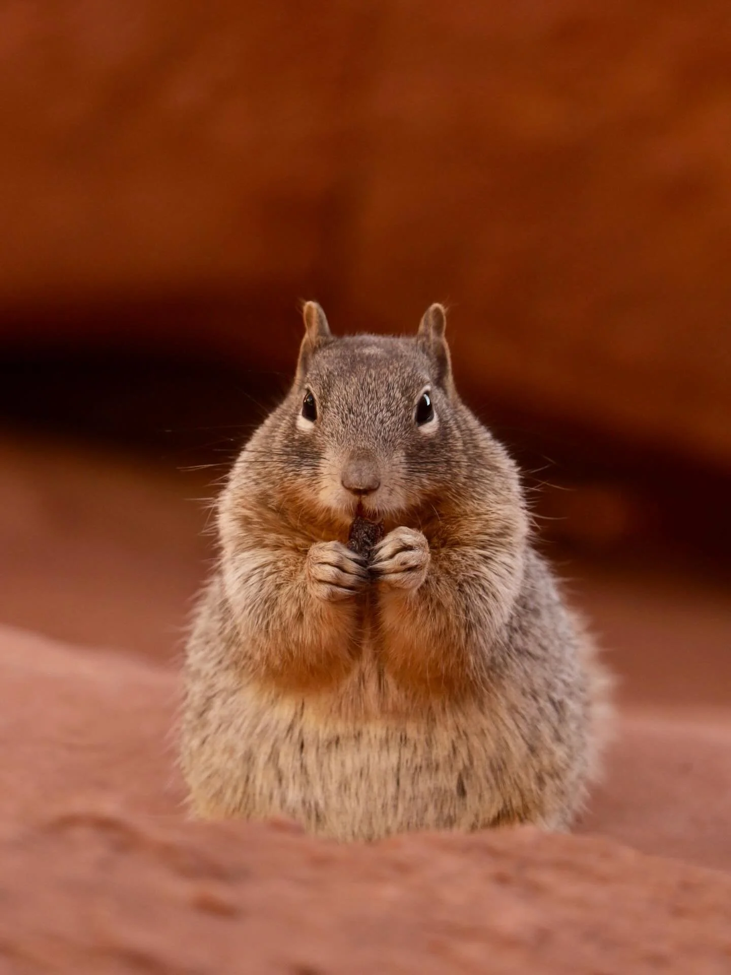 Lil chipmunk hanging out underneath this rock arch!
Utah &ndash; October 2024

#capitolreefnationalpark #utah #chipmunk #utahphotographer #photography