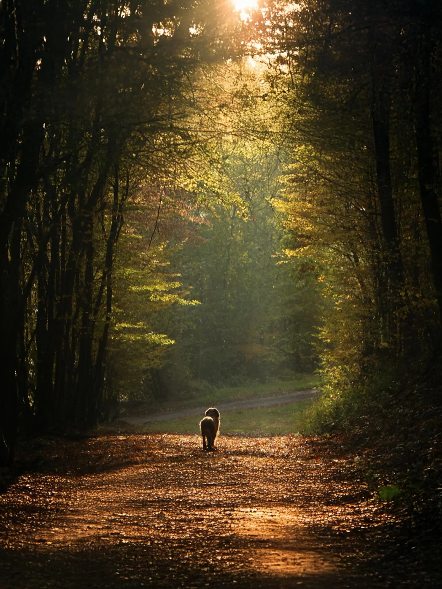 Goodbye Lobbes, you were the best ❤️🐾