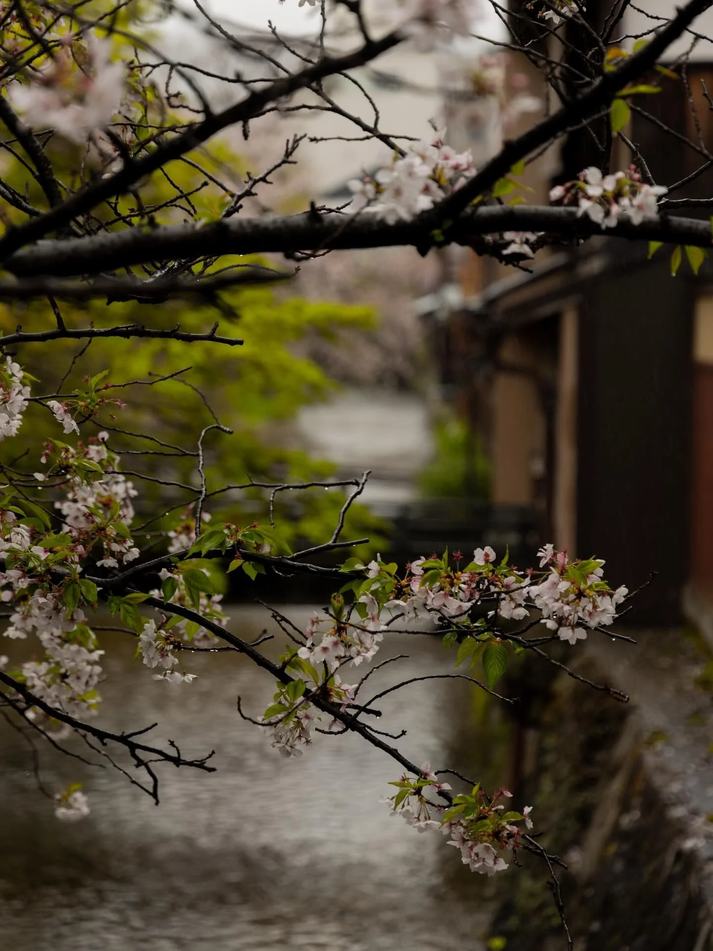 A rainy day of cherry blossom 🌸🍱
Kyoto &ndash; April 2025

#kyoto #kyotojapan #cherryblossom #japan #travelphotography