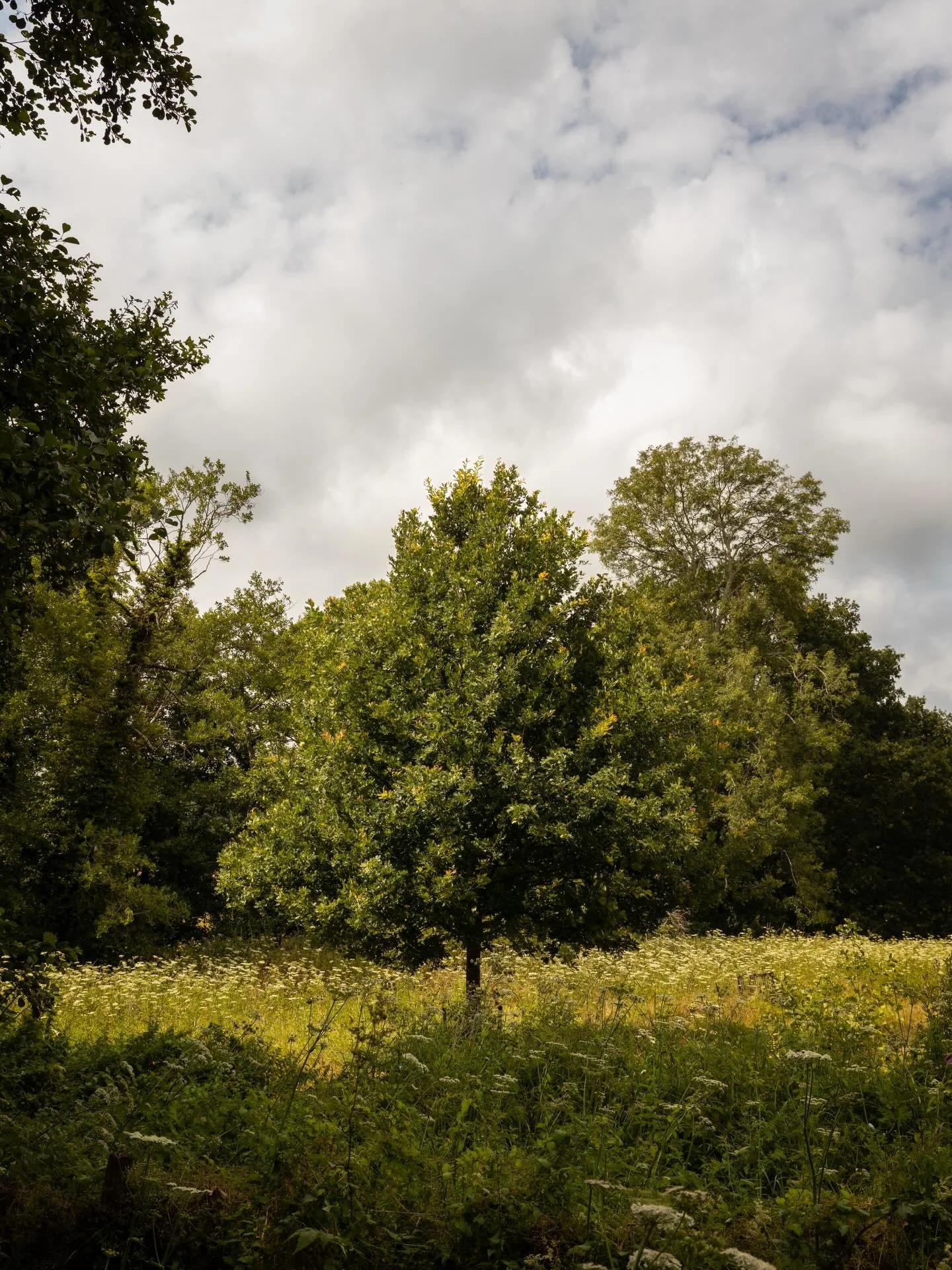 Looking forward to the summer 🌳
East Sussex &ndash; July 2025

#nationaltrust #england #travel #travelphotography