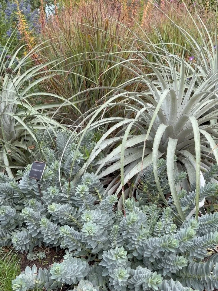 What a wonderful day spent at the Chelsea Physic Garden with the British Herbal Medicine Association hearing how so many agencies are working together to keep herbal medicine safe and expert knowledge shared. Thank you to Chris Etheridge for a fantas