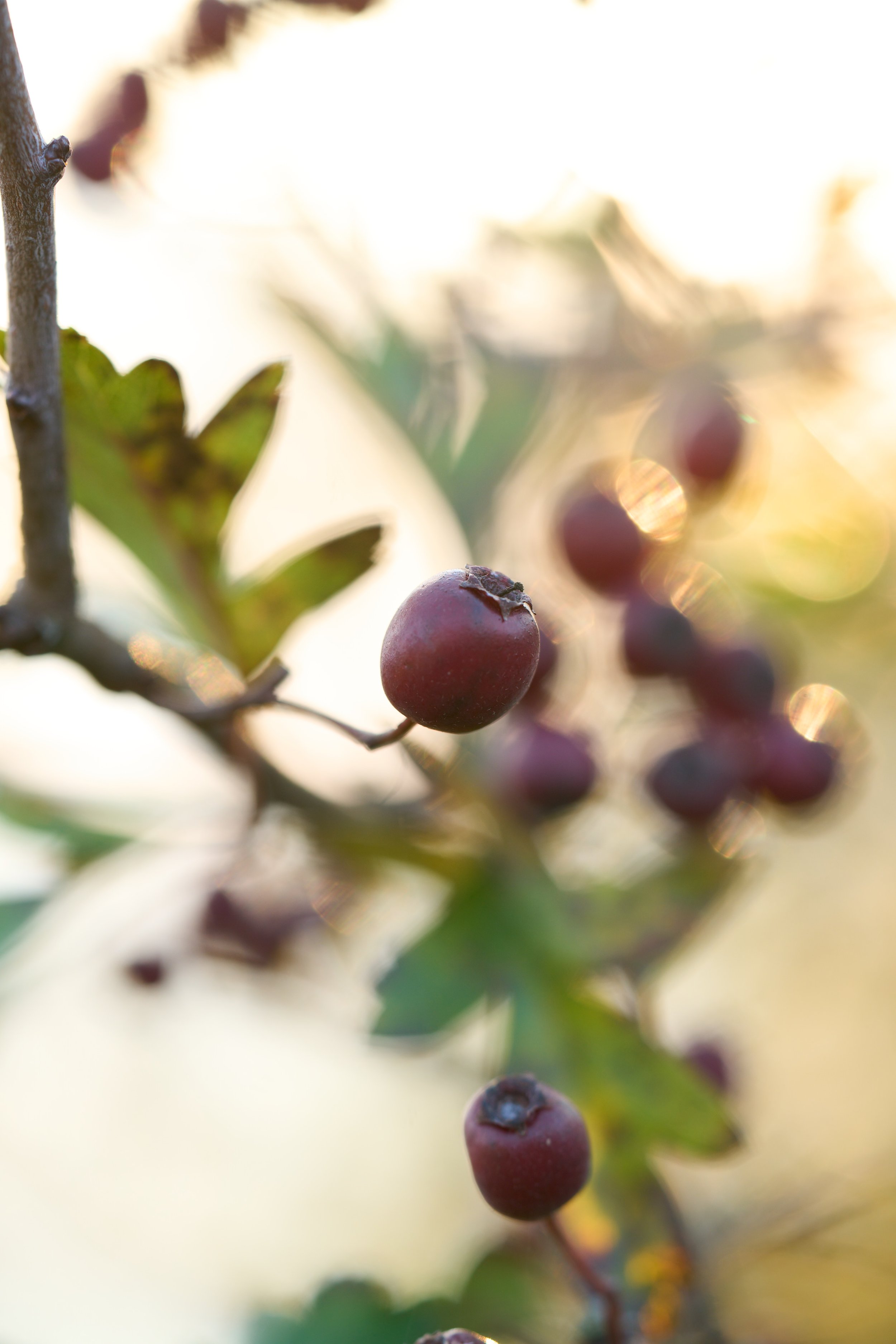 Autumn Herbal Remedy Workshop with Laura at Higher Nurture, Saturday 4th October 2025