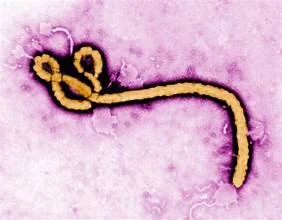 Ebola Makes A Comback.