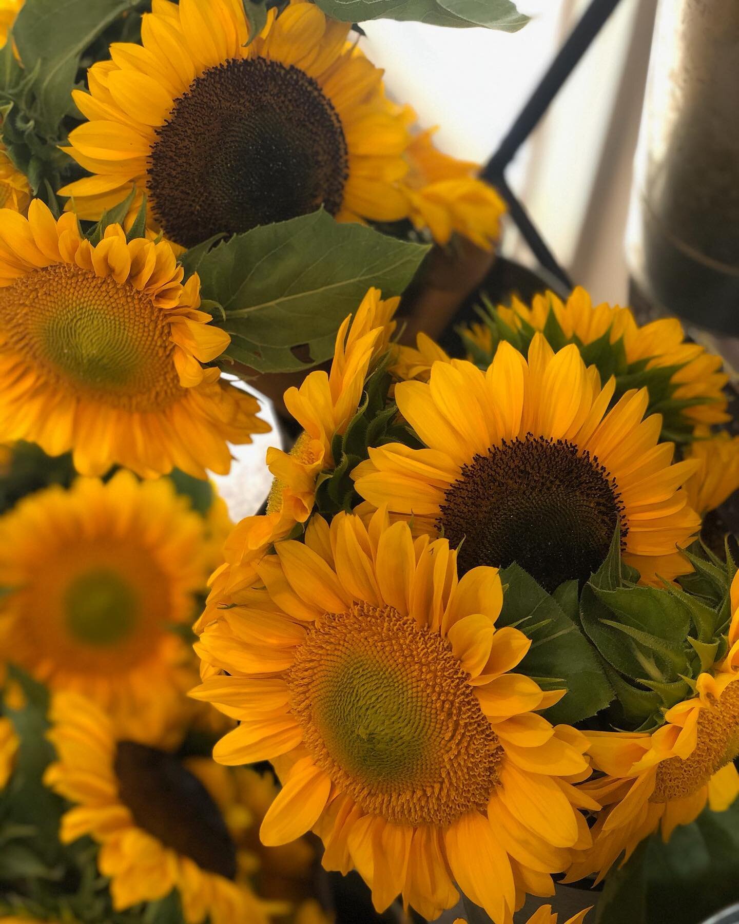 We have a sunflower pop-up today with @warrensflowerfarm 🌻 

Come grab one of these beautiful bouquets while they last! 9-3pm 

@warrensflowerfarm @signature_salonct 
@tristyn62