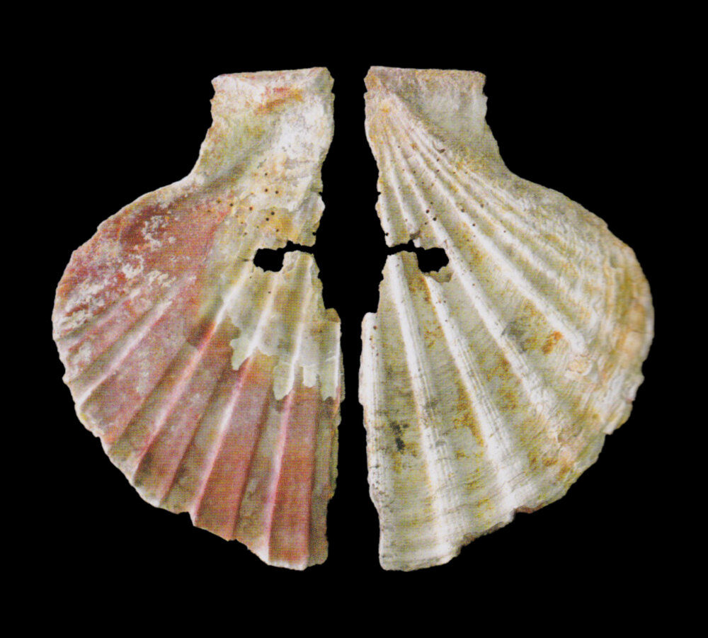 Pierced Scallop with Traces of Paint