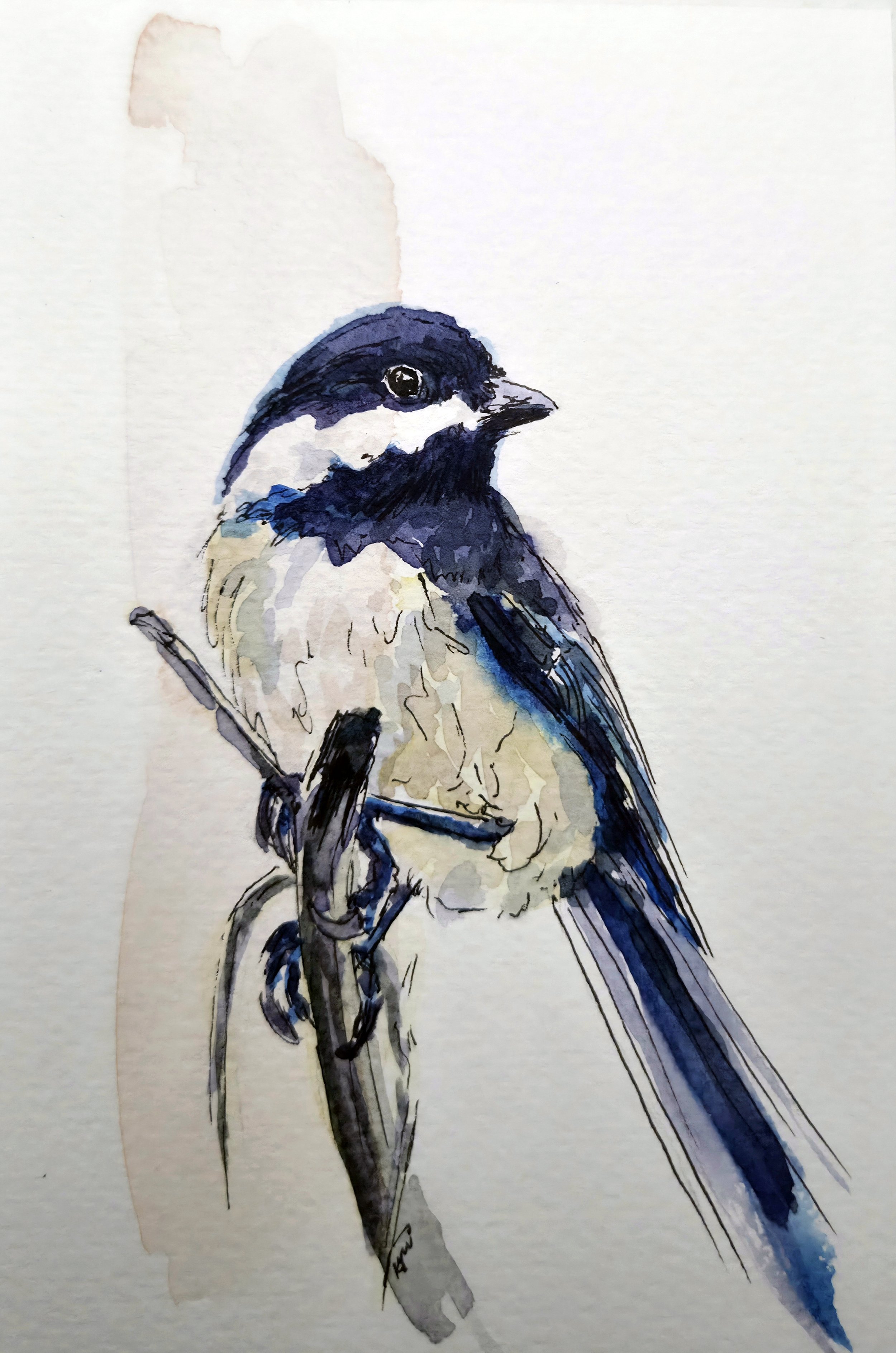 KTurner2025Chickadee.jpg