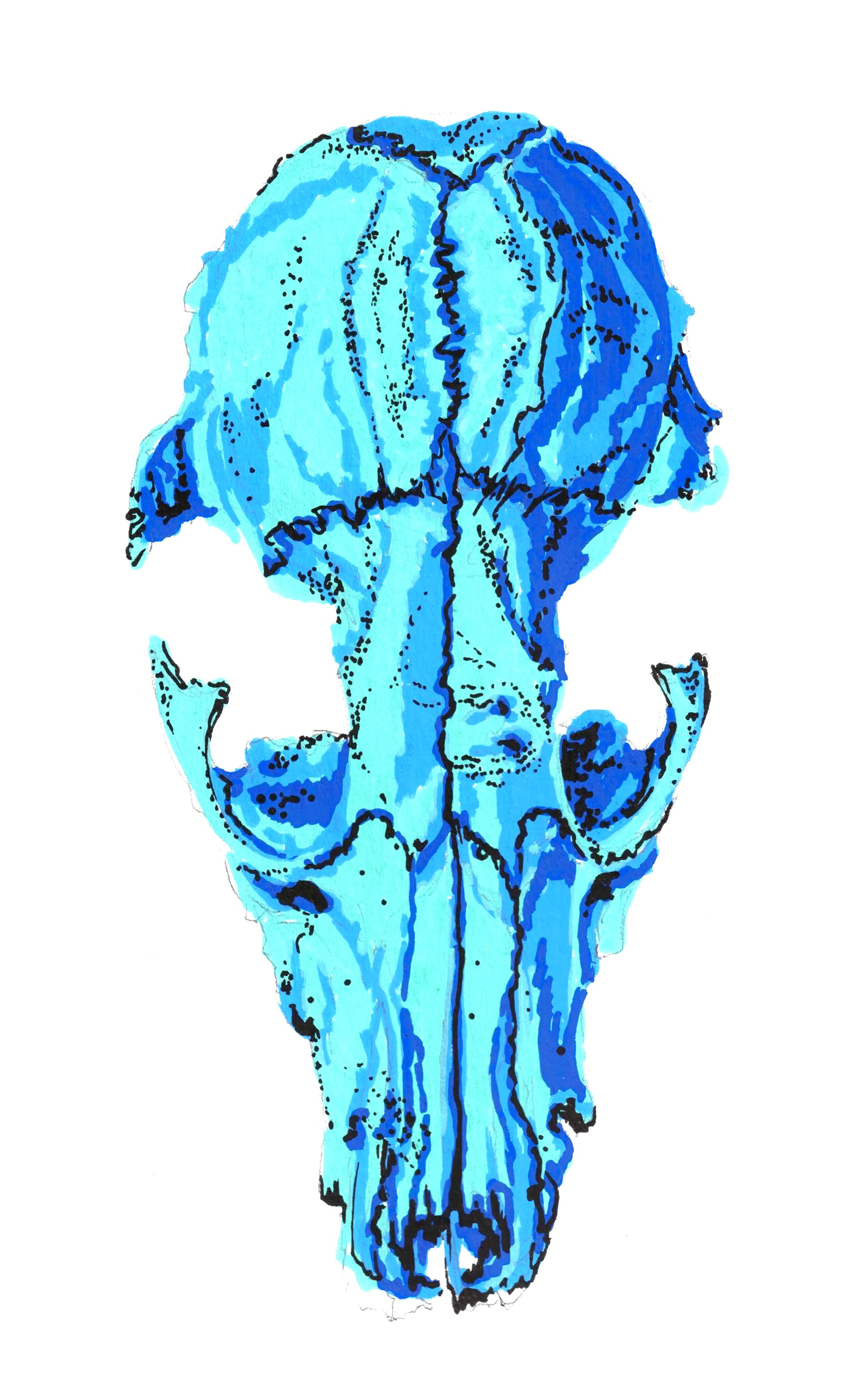 Day+01+of+31+Animal+Skull+StudyKTurner