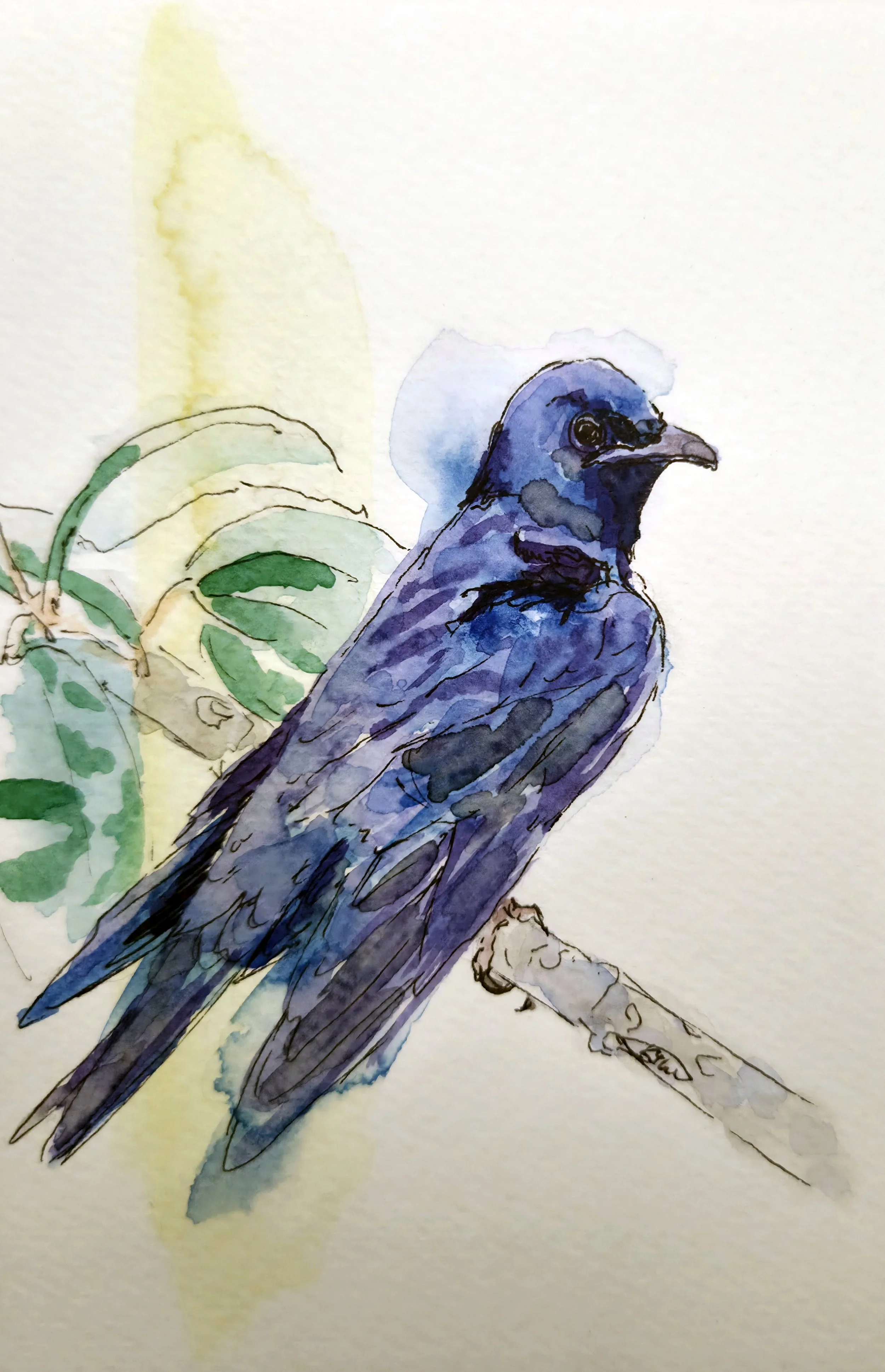 KTurner2025PurpleMartin.jpg