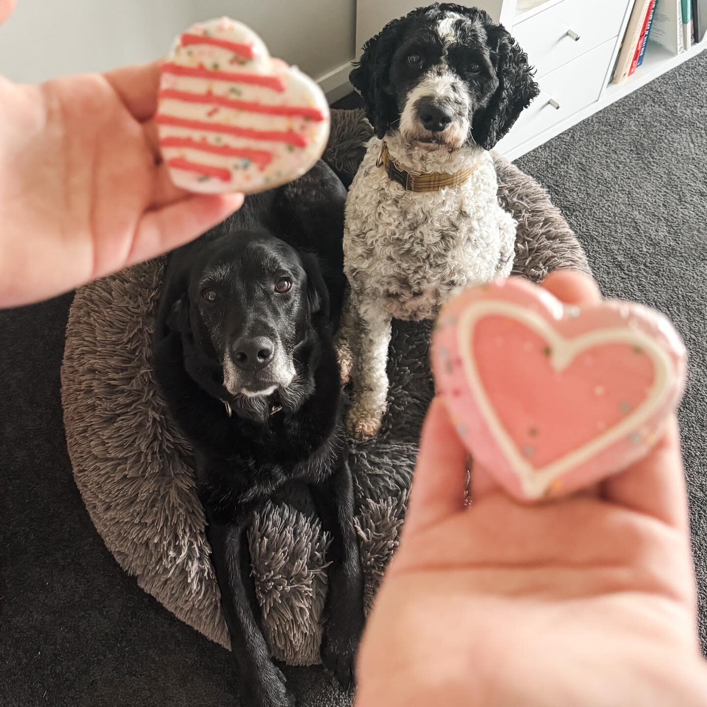 Valentine&rsquo;s Day&hellip;a time to celebrate the one(s) you love 🥰

(I&rsquo;m having a special dinner with my husband too but he&rsquo;s not trained to sit nicely for a photo like my dogs are)