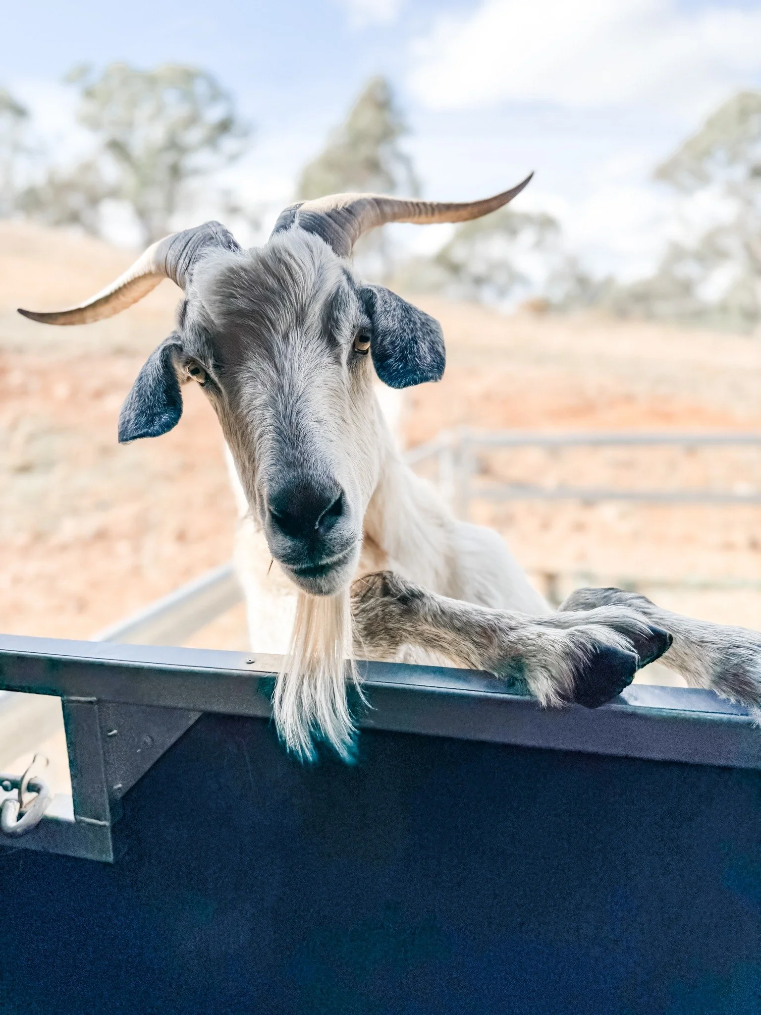 It&rsquo;s been a minute since we&rsquo;ve had a goat cameo around here&hellip; clearly I&rsquo;ve been too busy gallivanting around on THE MIDNIGHT ESTATE tour to give Jack the spotlight he deserves. 🐐✨

So here&rsquo;s your dose of goat goodness f