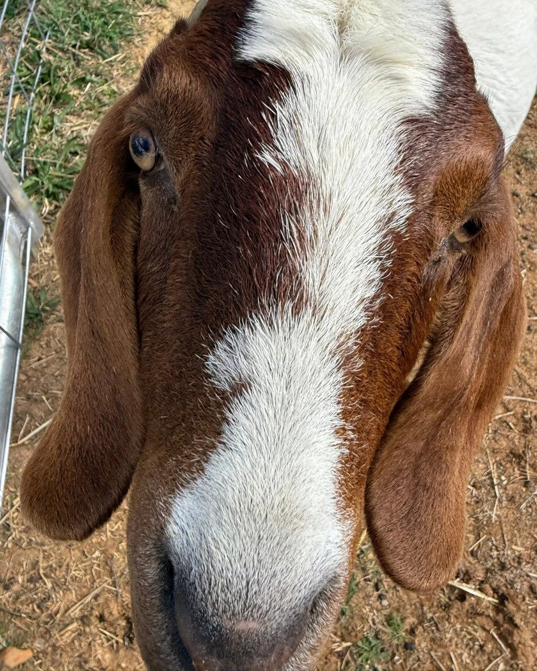 Tried to take a cute goat photo of Peppa today&hellip; but she had other ideas. 🐐📱 Apparently, phones are for eating, not for photos. 🙄

Safe to say, this wasn&rsquo;t the shot I had in mind &mdash; but honestly, it might be even better. 😂

#Pepp