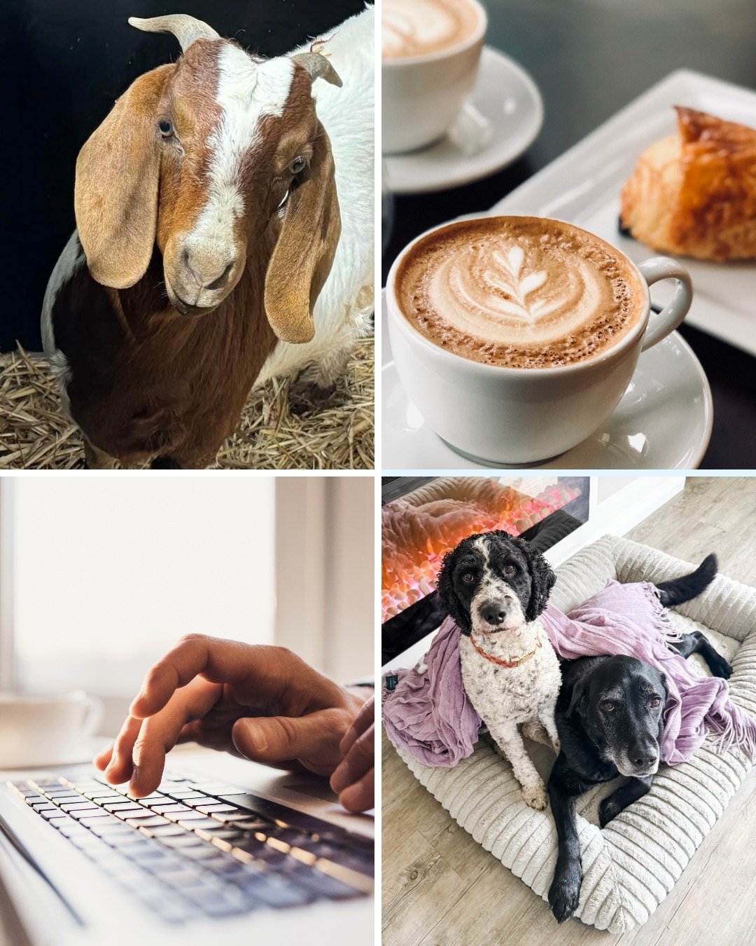 Curious what a writing day looks like around here? From goat feeding to first drafts with my &quot;writing partners&quot; to coffee (lots of coffee), here&rsquo;s a peek at my day in four photos. 

#kellyrimmer #authorlife #writinglife #writersofinst