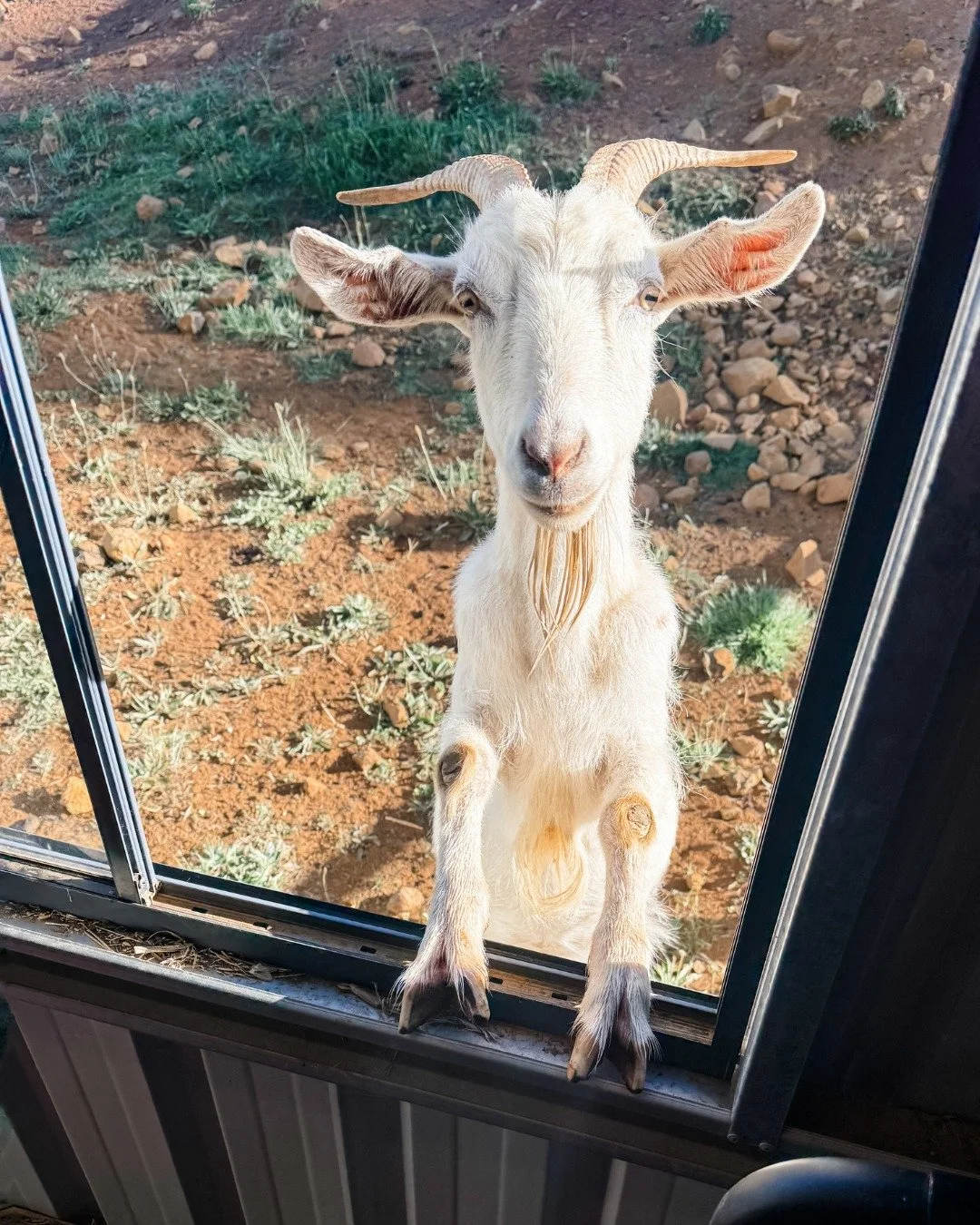 Writing and farm life make for an interesting combination&hellip; you never know if the day will start with a chapter edit or chasing goats. 🐐💻

It&rsquo;s a balance, but I wouldn&rsquo;t have it any other way. 

#KellyRimmer #FarmLifeAndFiction #A