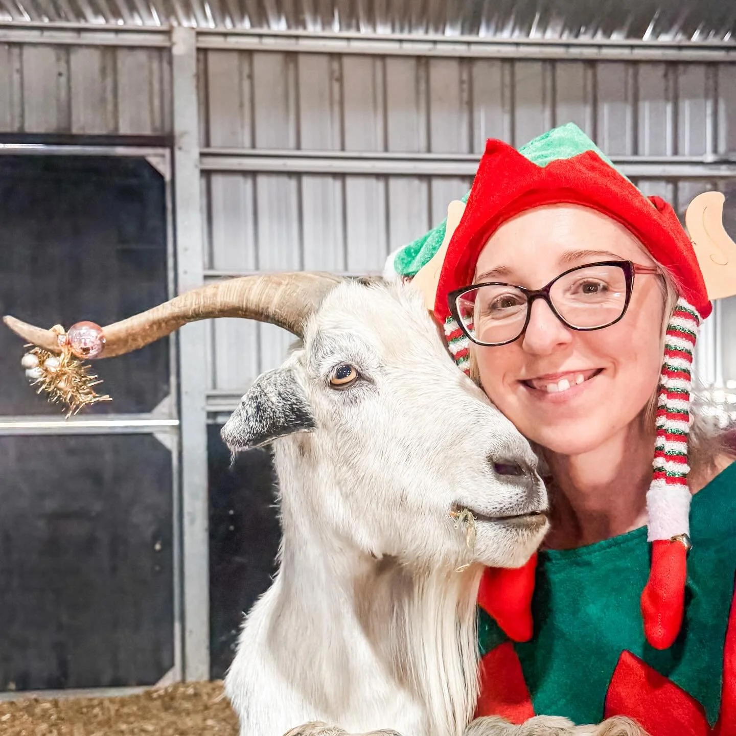 Did I don an elf suit for the craziest bookstore shift of the year? Of course I did, but first, I stopped in for a cuddle with Jack the goat to fortify my spirits 🤣

Thanks to the Orange community for running us at @collinsbooksellersorange off our 