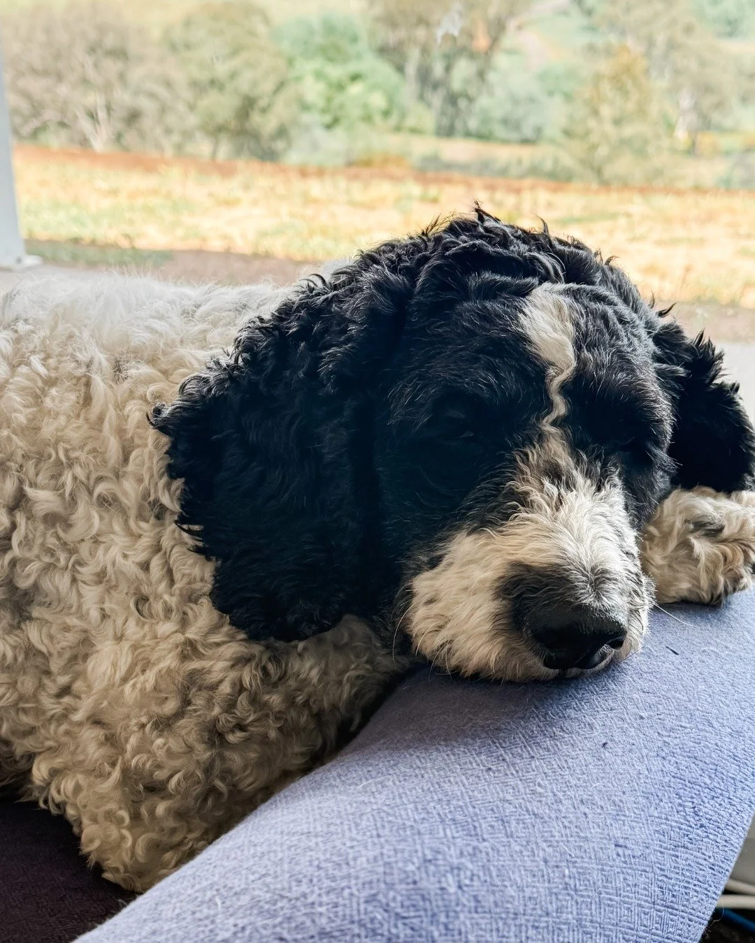 Meet one of my loyal writing assistants, Basil. 🐾 She snores through most of my creative process, but I like to think she's dreaming up plot twists.

Do your pets &ldquo;help&rdquo; when you work or read?

#KellyRimmer #WritingWithDogs #AuthorLife #