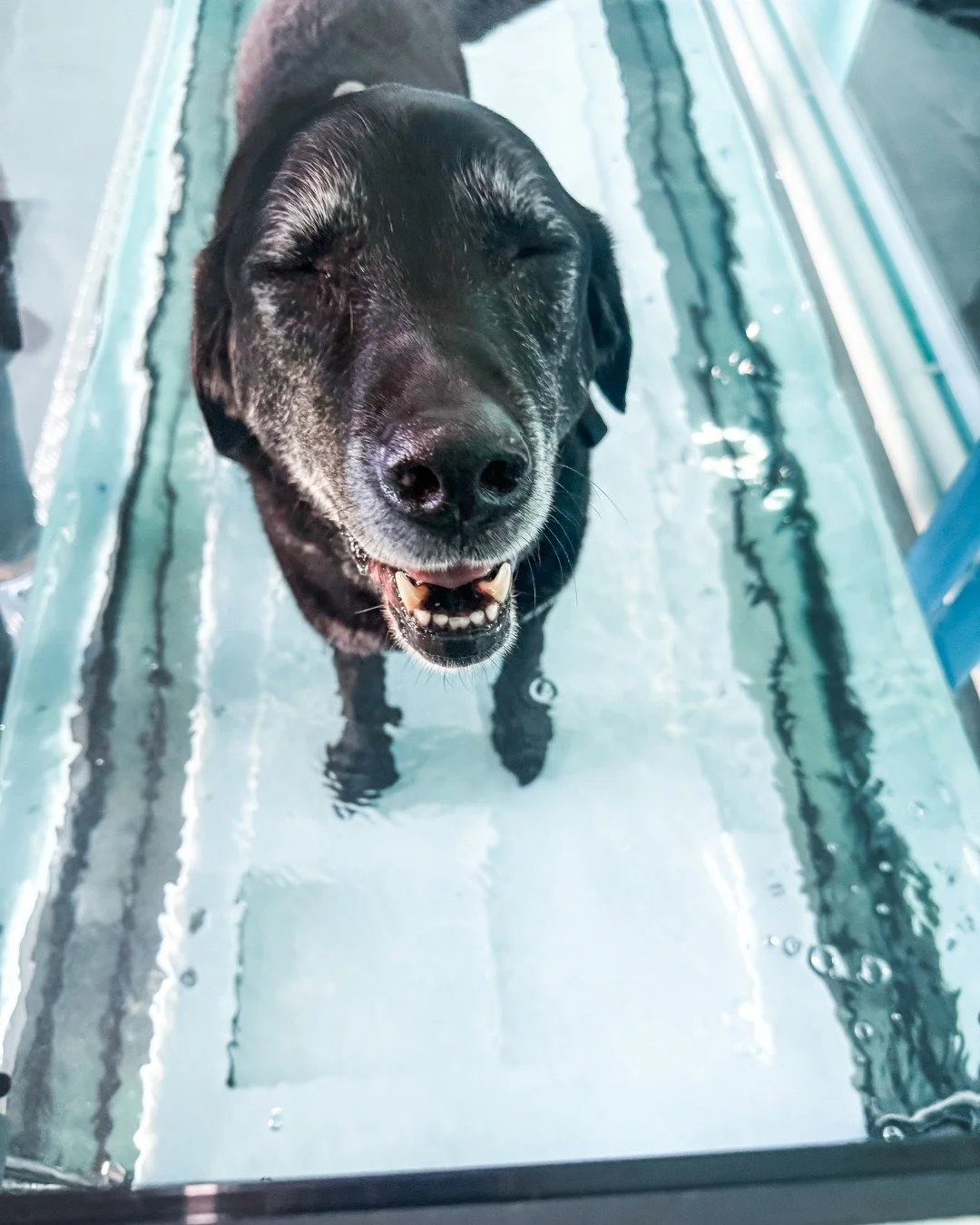 Sully has been doing his rehab exercises&hellip; and somehow manages to look delighted the entire time. 🐾💛

Big smiles, wagging tail, and absolutely no complaints, honestly, he&rsquo;s putting the rest of us to shame.

If only we could all bring th