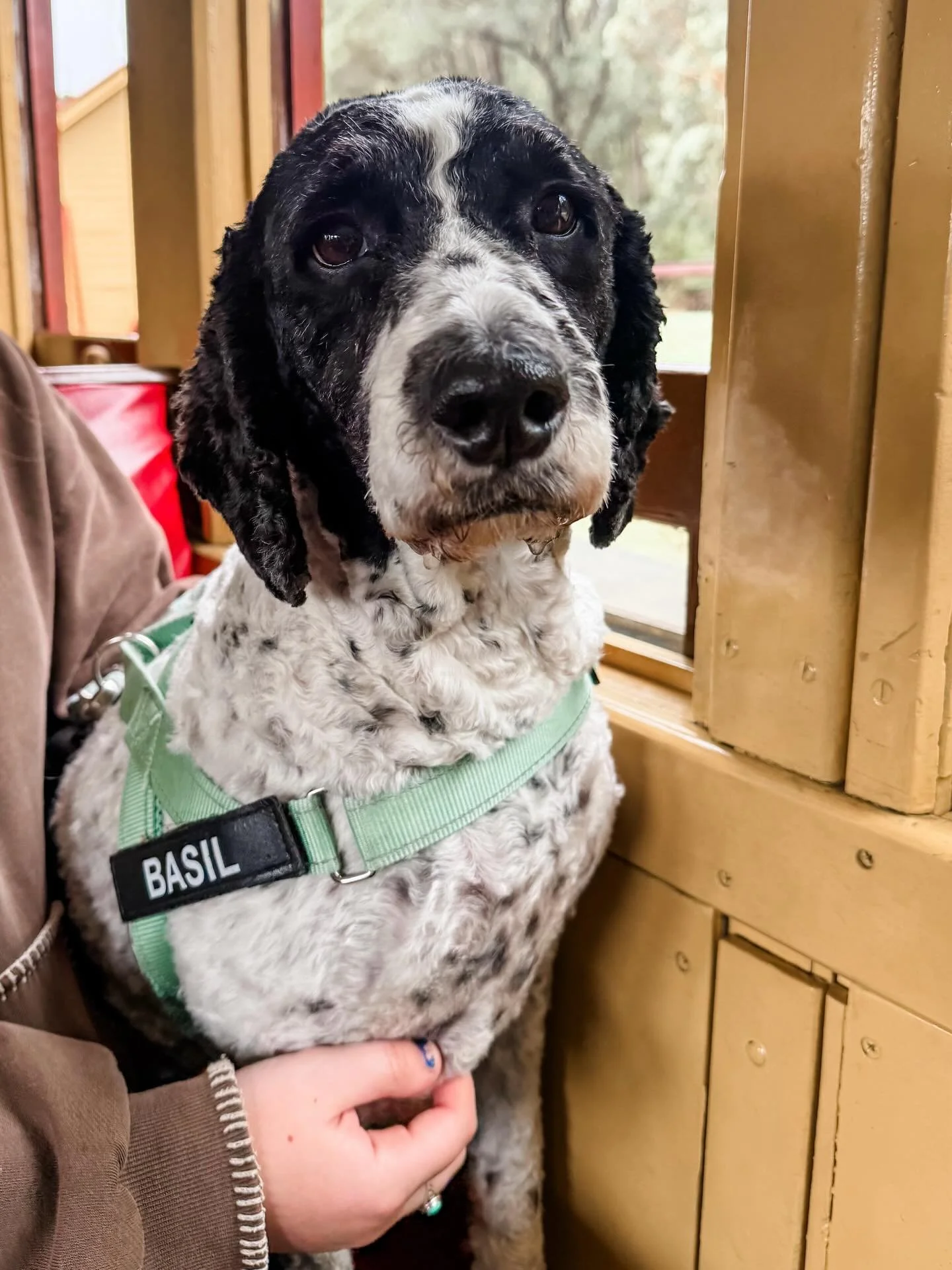 I borrowed a train obsessed nephew today and we took Basil for a drive to @zigzagrailway near Lithgow. The historic railway only allows dogs on special &lsquo;dogs on board&rsquo; days, when hundreds of dog lovers and almost as many doggoes ride the 