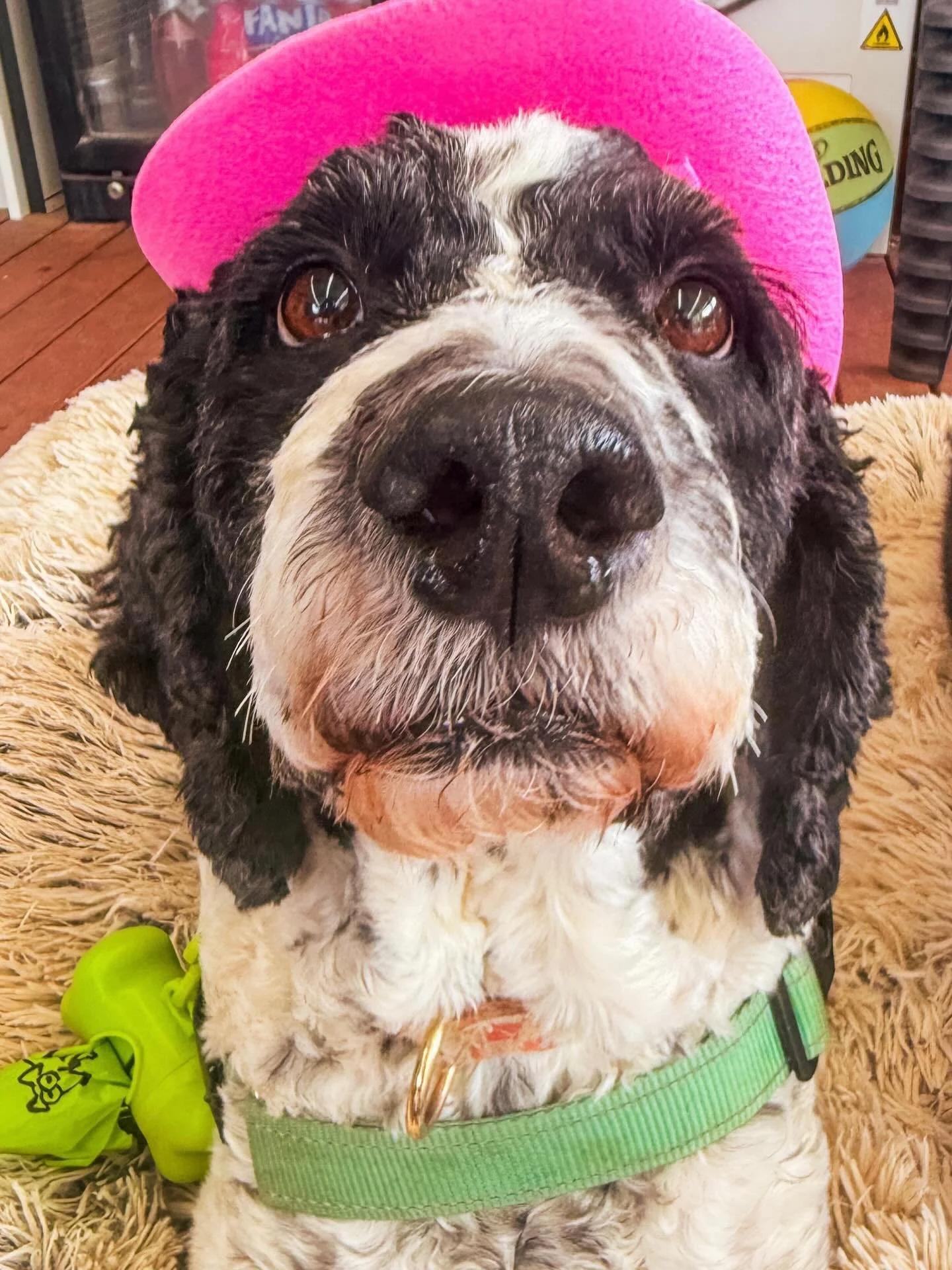 Sully and Basil went to Grandparent Doggie Daycare at my parents&rsquo; place today. Just after I left I had a text from my mother: &ldquo;Did you know there&rsquo;s dog ice cream at the supermarket now? Guess what, your dogs love it&rdquo;. Mid afte