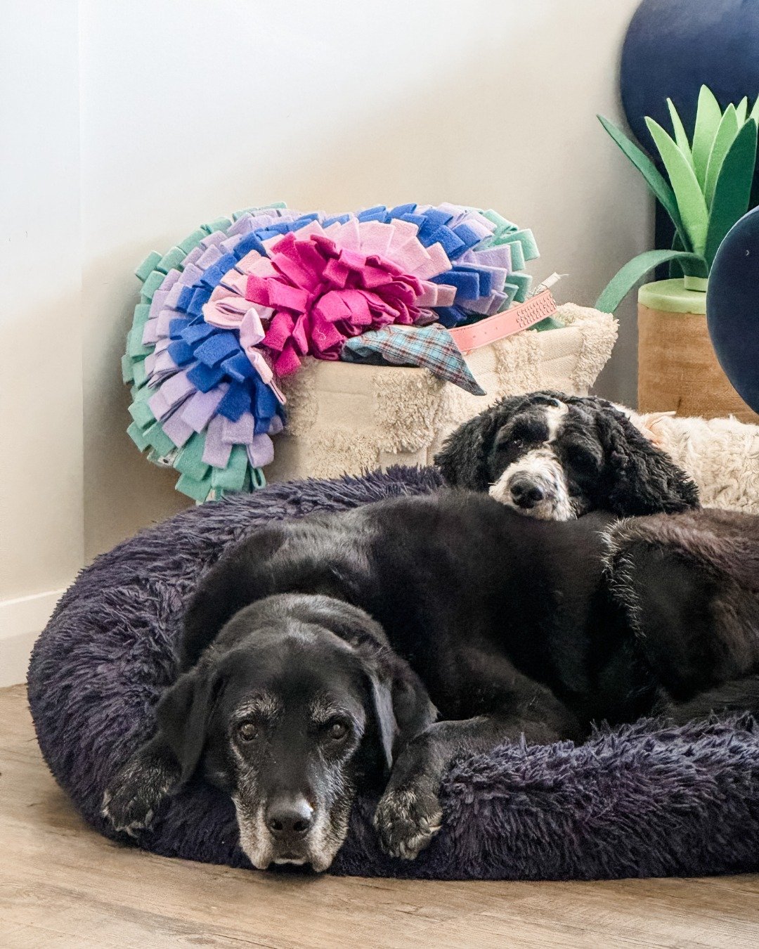 My writing partners take their jobs very seriously. 🐾

The moment I say, &ldquo;Go to work,&rdquo; they sprint into the office, jump onto the bed&hellip; and promptly fall asleep. 😄

Moral support? ✔️

Creative input? Questionable.

Professional na