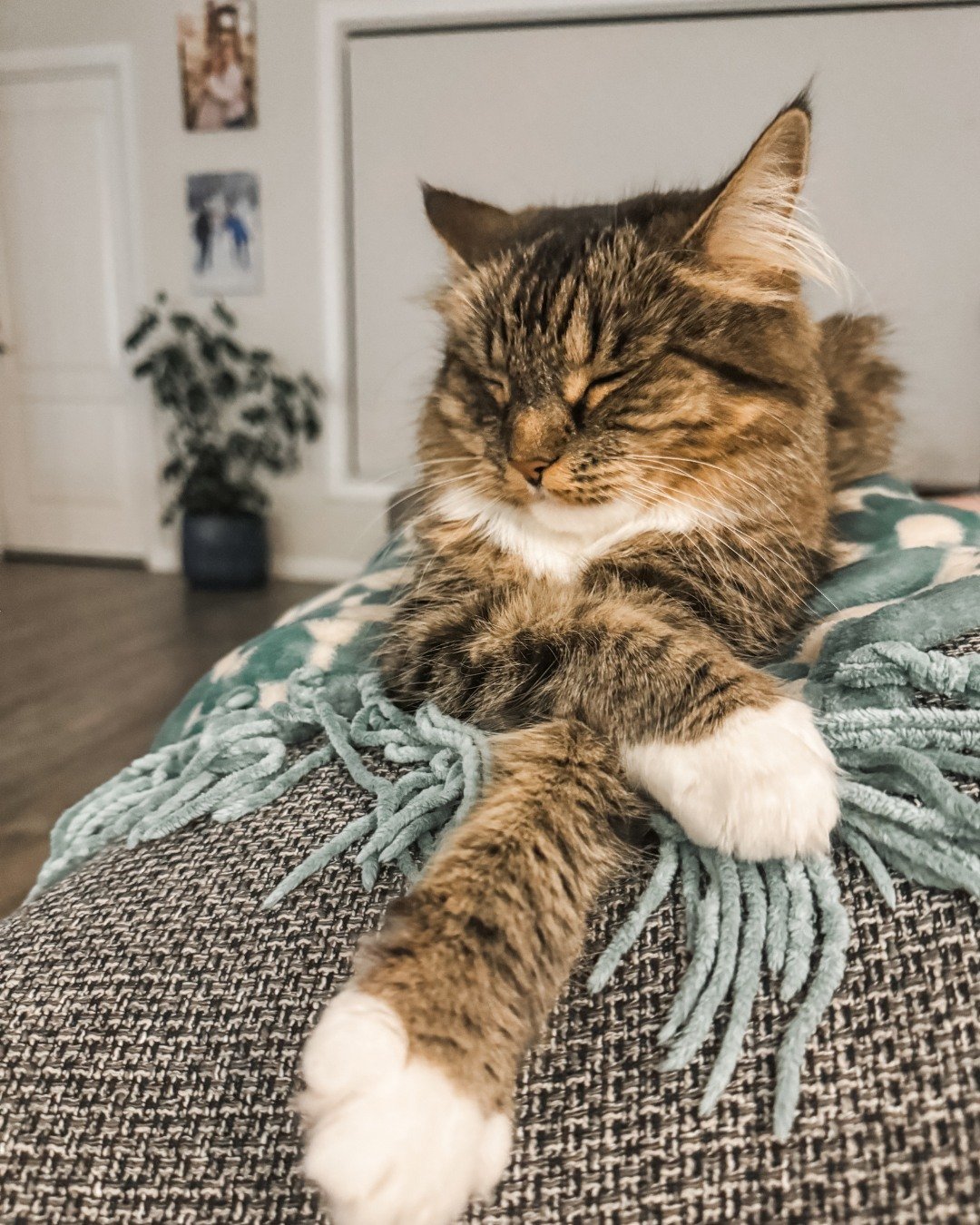 Just a little Cleo content for your feed today. 🐾💛

No thoughts, no deadlines, no plot twists&hellip; just a very content kitty living her best life.

Honestly, we could all take a page from Cleo&rsquo;s book. 😌

#CleoTheCat #CatContent #AuthorLif