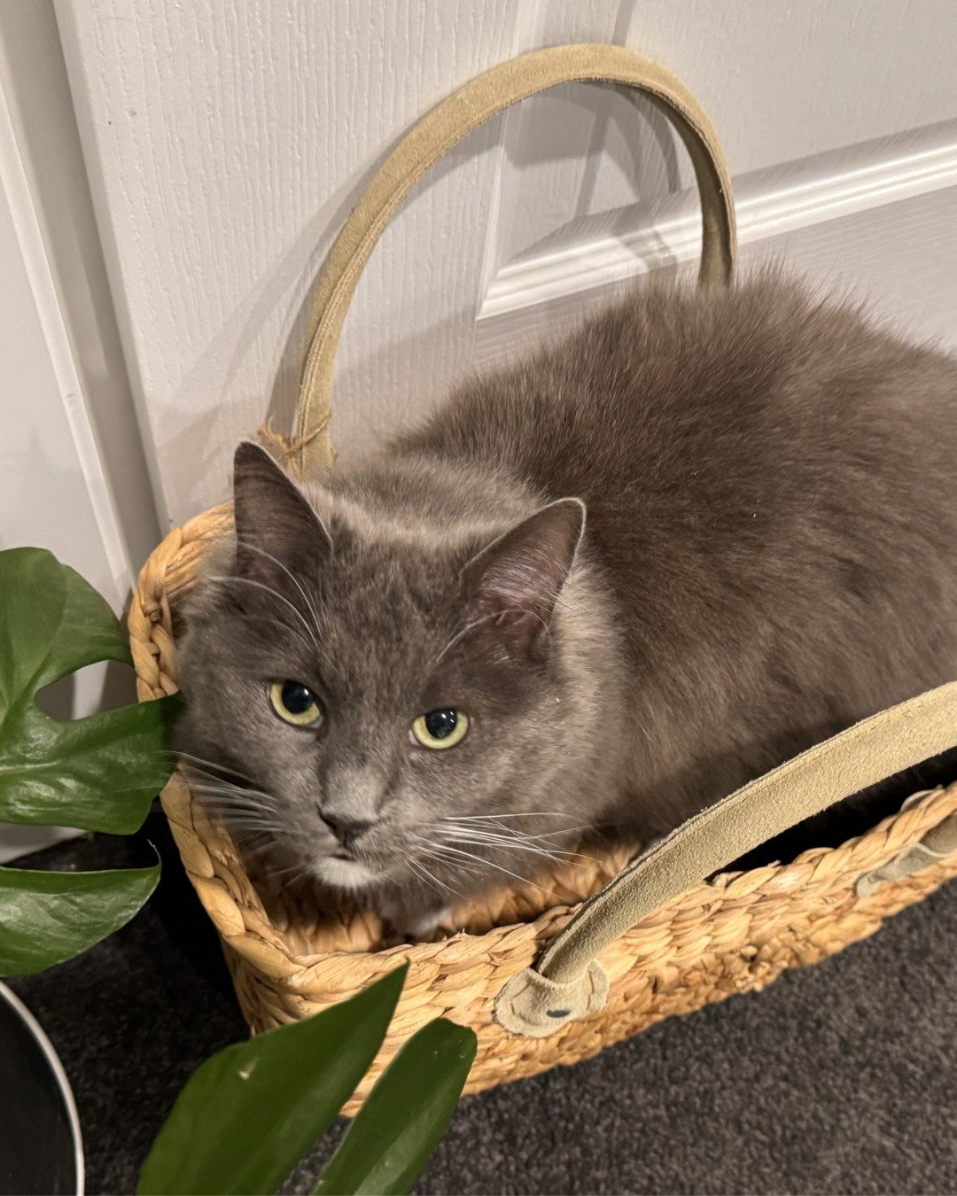 Allow me to introduce (or reintroduce) Chloe Catdashian&hellip; 🐾✨

And yes... she is every bit the diva her name suggests.

She demands attention on her schedule, expects the best seat in the house at all times, and carries herself like she absolut