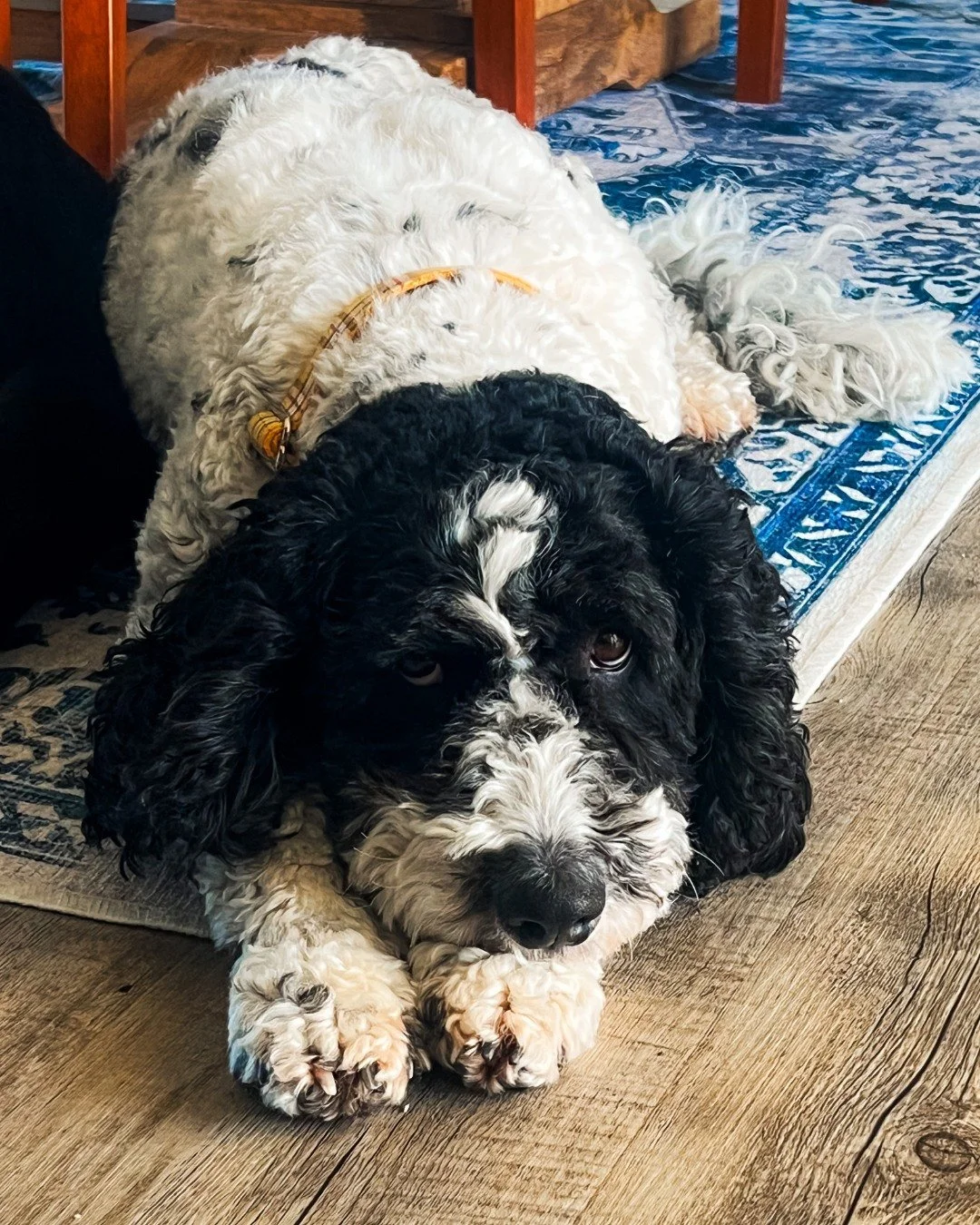🐾 Hello world, meet Basil&hellip;

Chief morale officer, professional napper, and occasional keyboard blocker.

Basil takes her job very seriously, especially the parts that involve supervising from a comfy spot and ensuring I take regular &ldquo;br