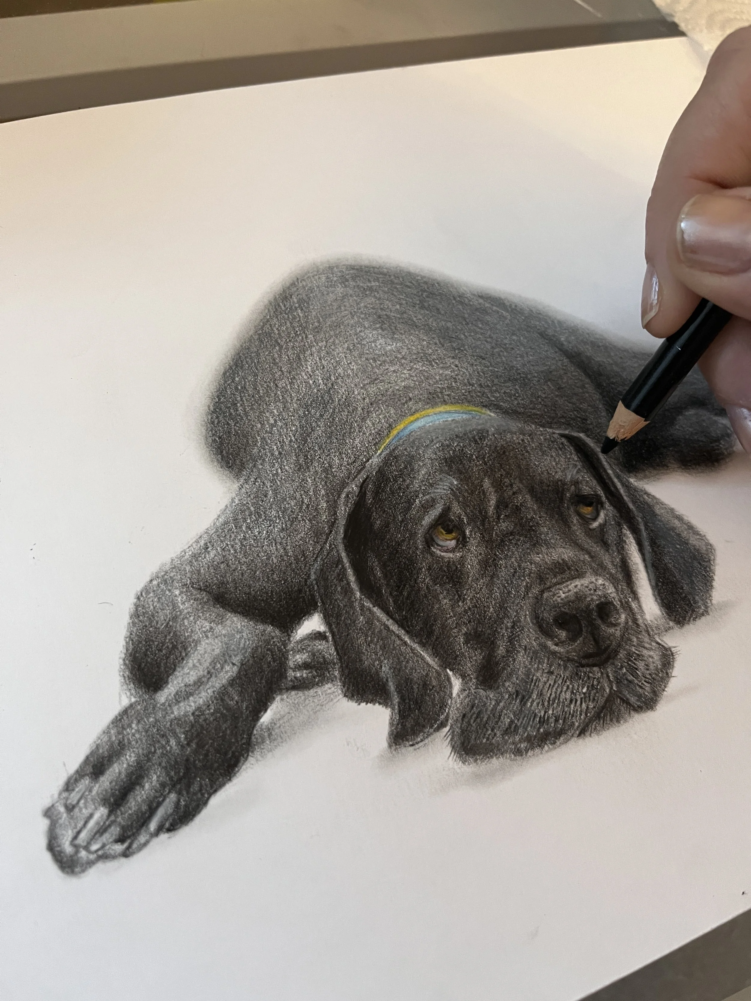  Black Great Dane colored pencil portrait. 
