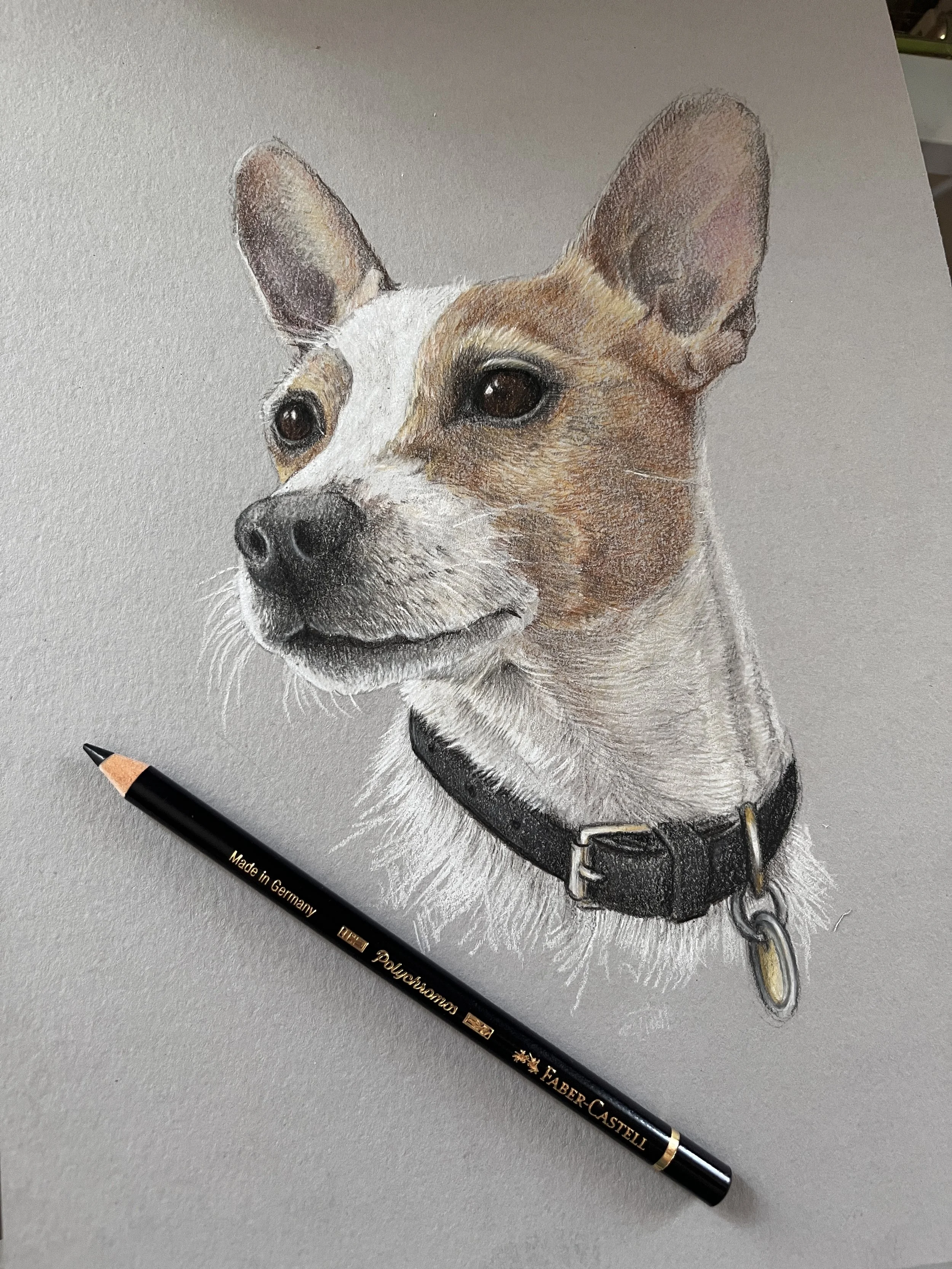  Jack Russell colored pencil portrait. 