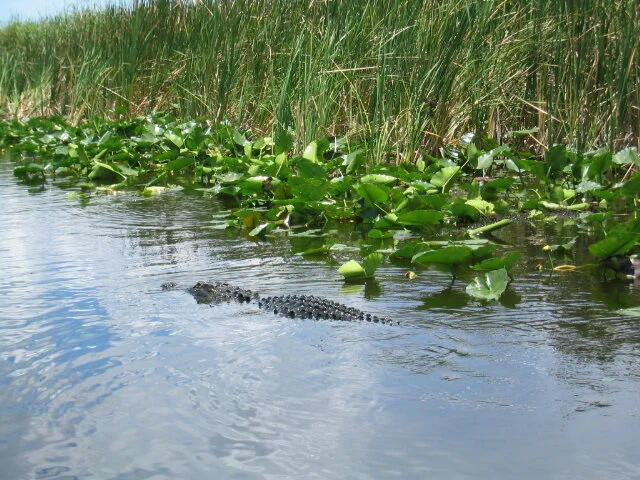 HH-alligator-IMG_0216.JPG