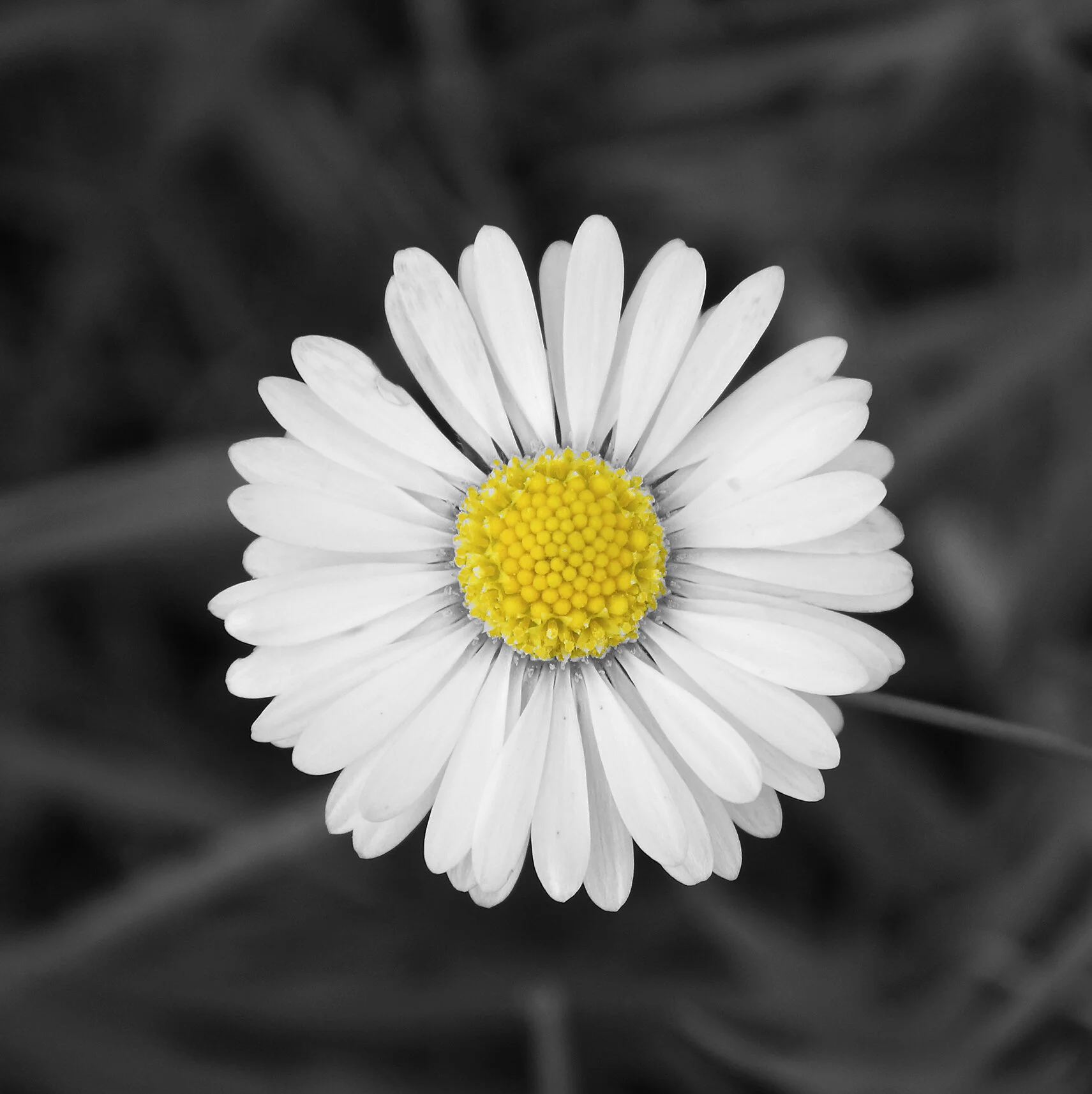 Daisy in B&W 14.jpg