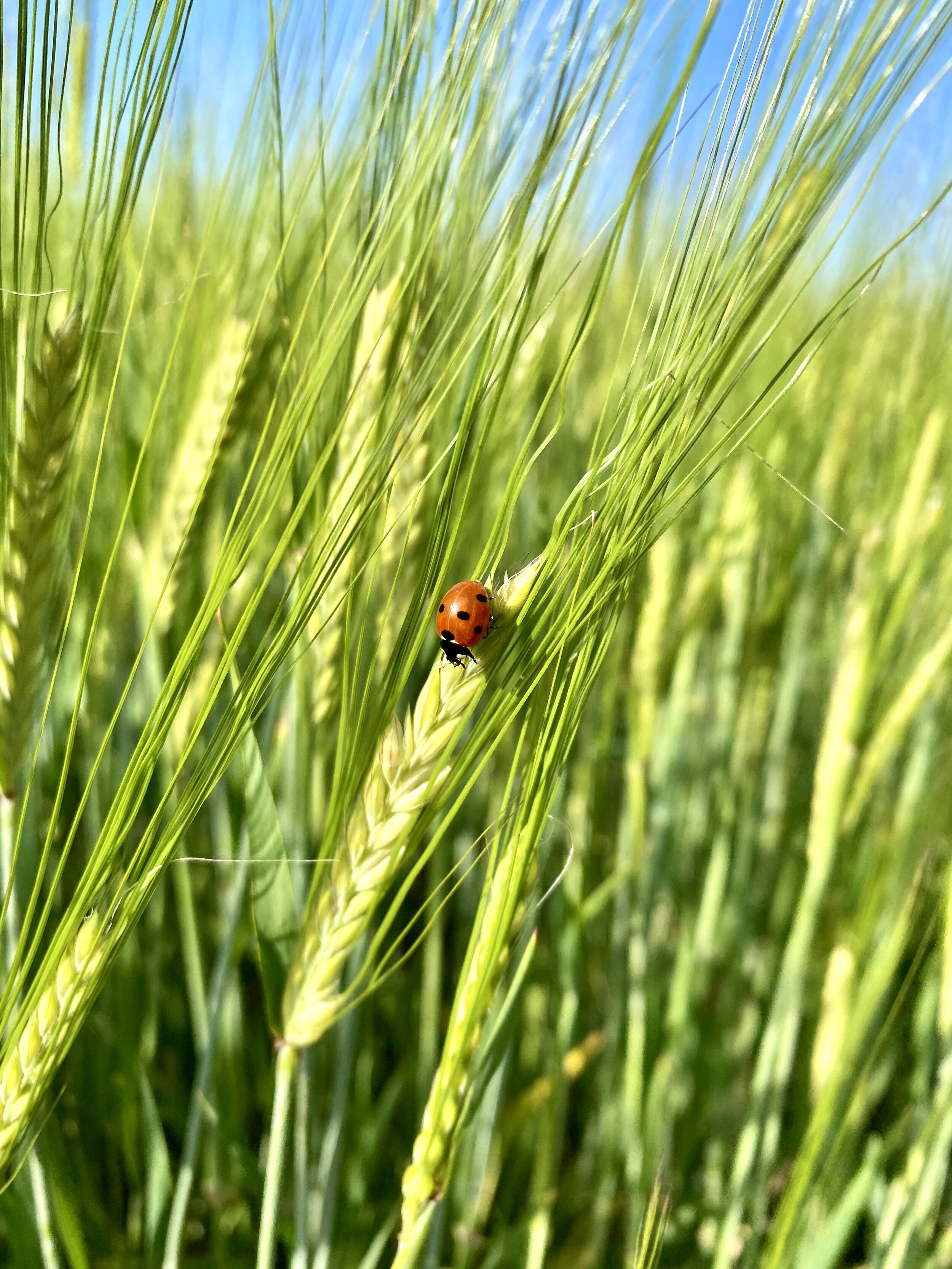 Ladybird Amongst the Barley Crop
