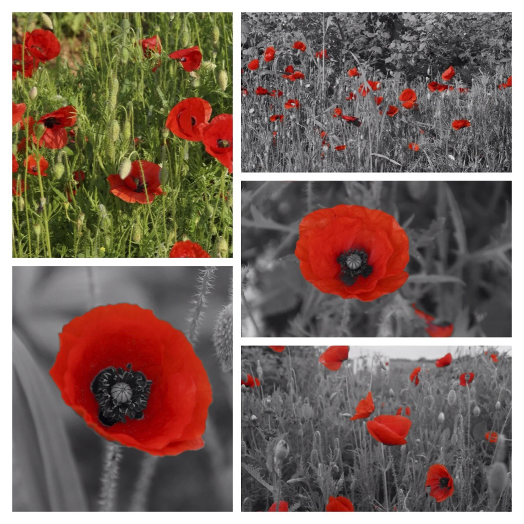 Poppies 14.jpg