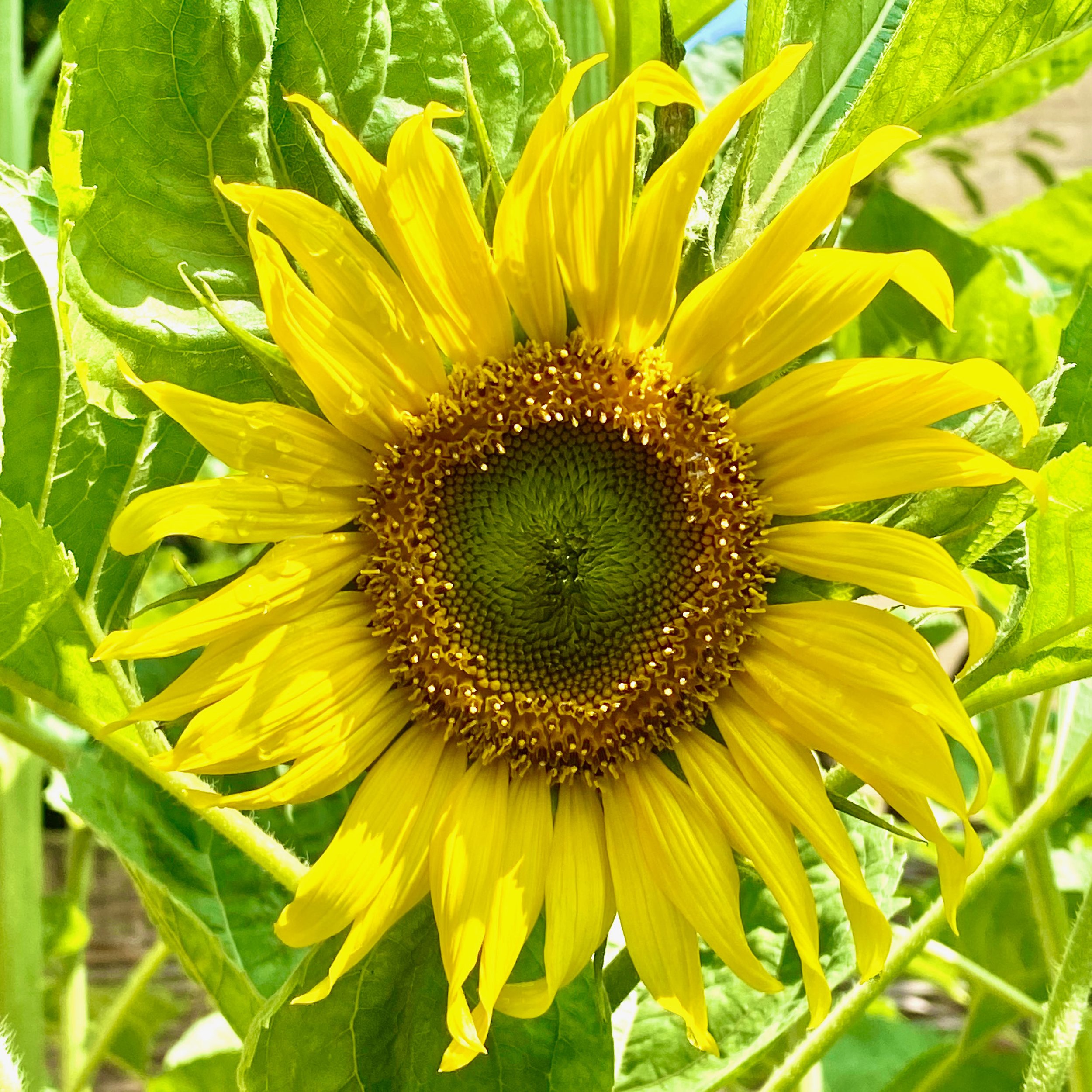 Sunflower in the Sunshine