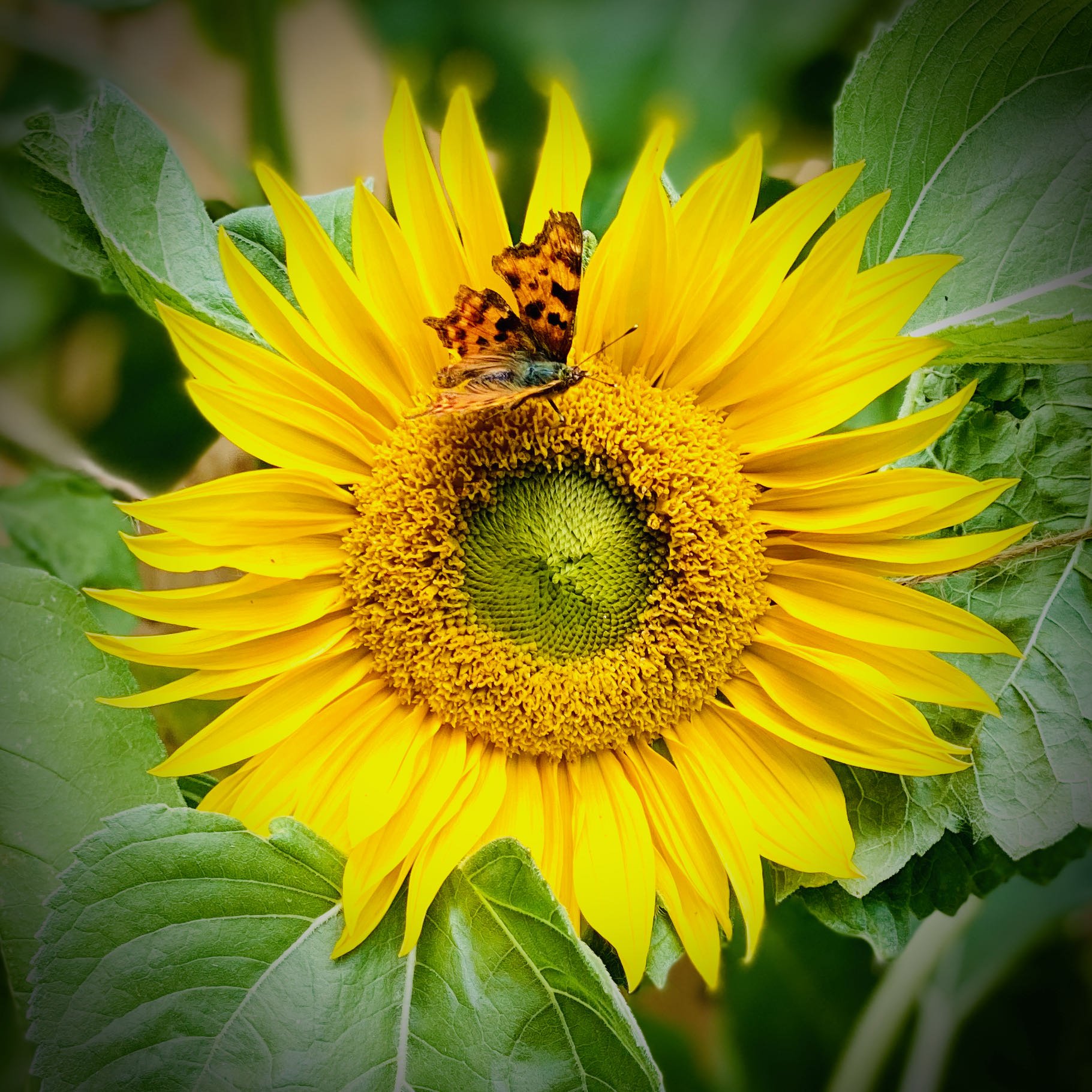 Sunflower and Butterfly
