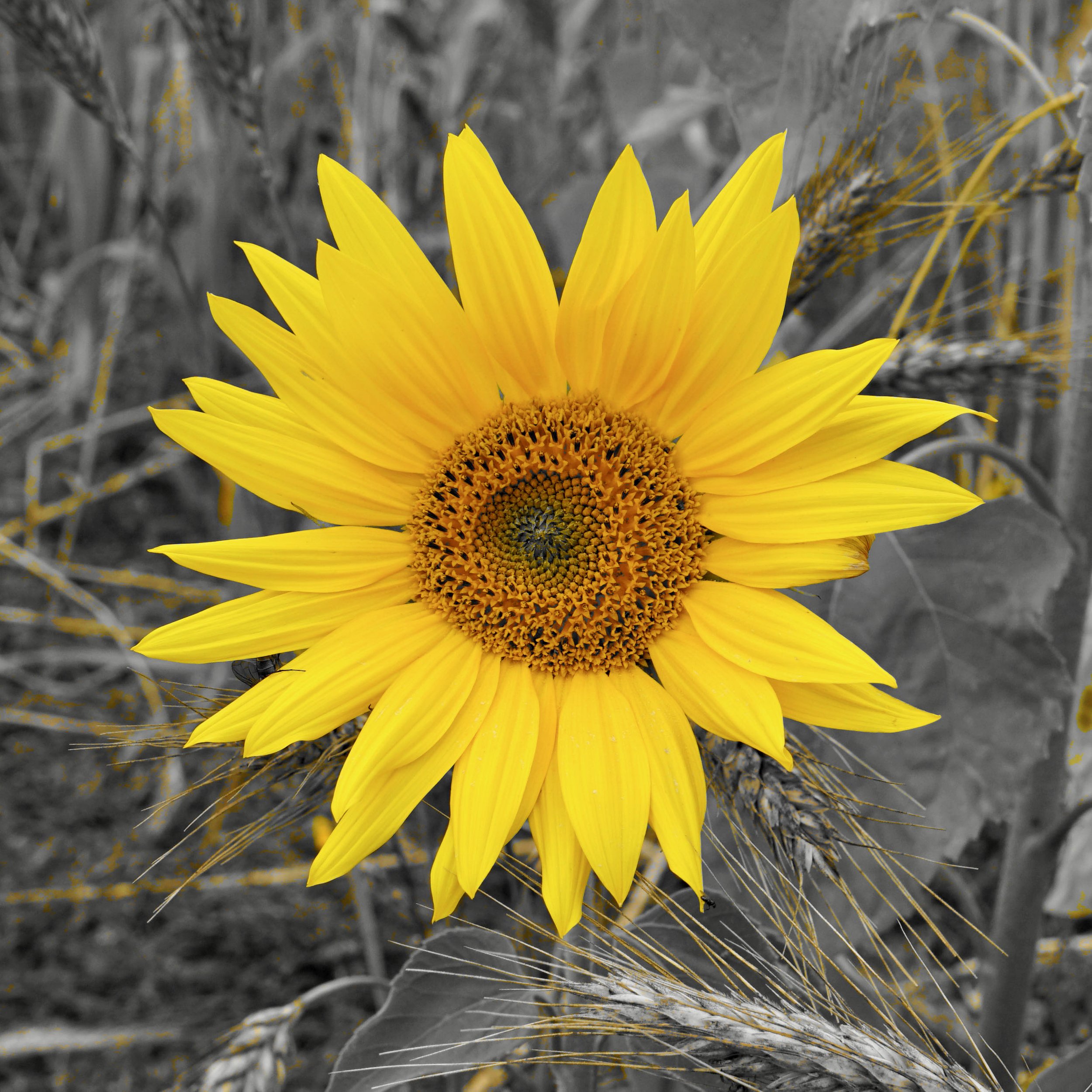 Sunflower - Black and White