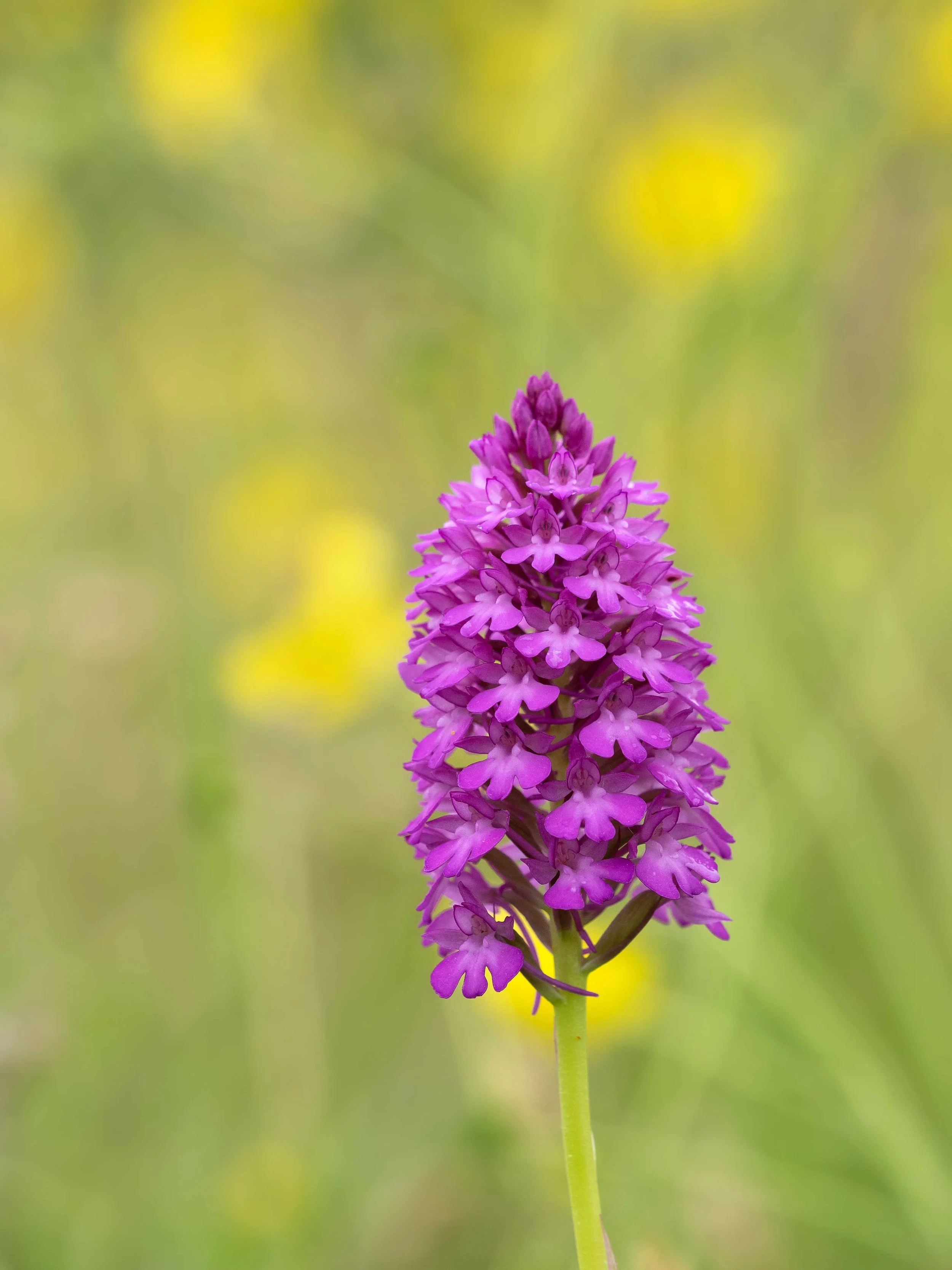 Pyramidal Orchid (Anacamptis pyramidalis).jpg
