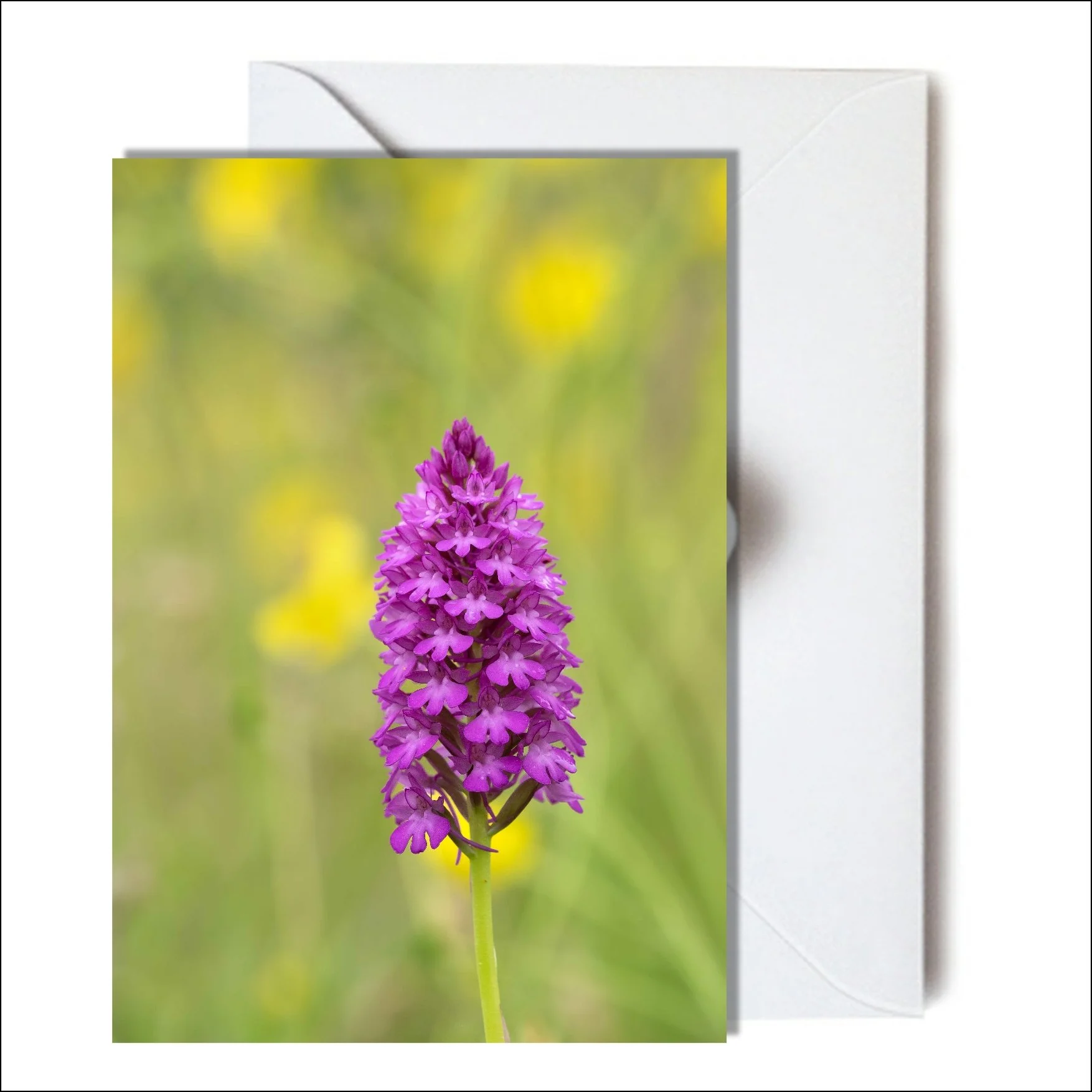 Pyramidal Orchid C.jpg