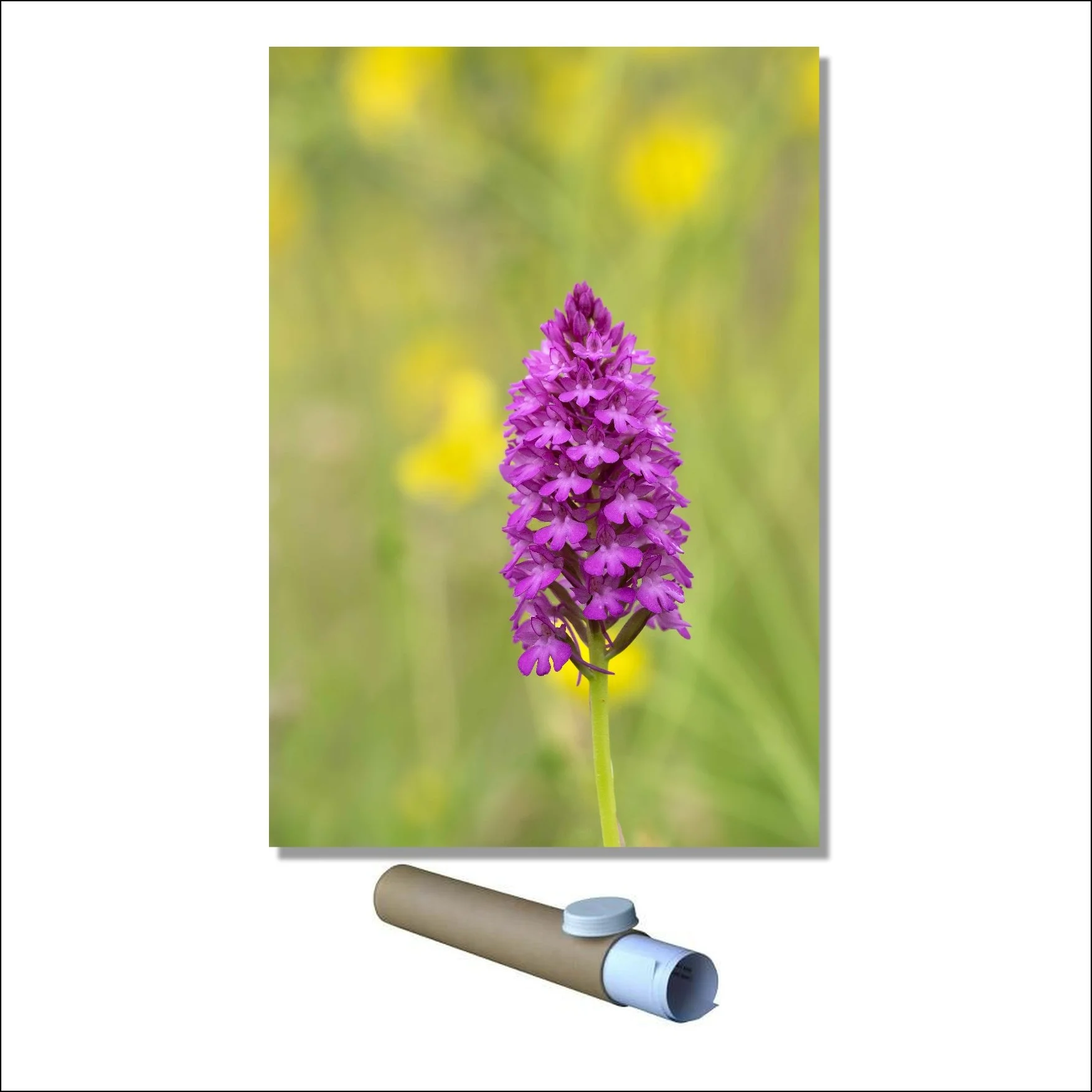 Pyramidal Orchid P.jpg
