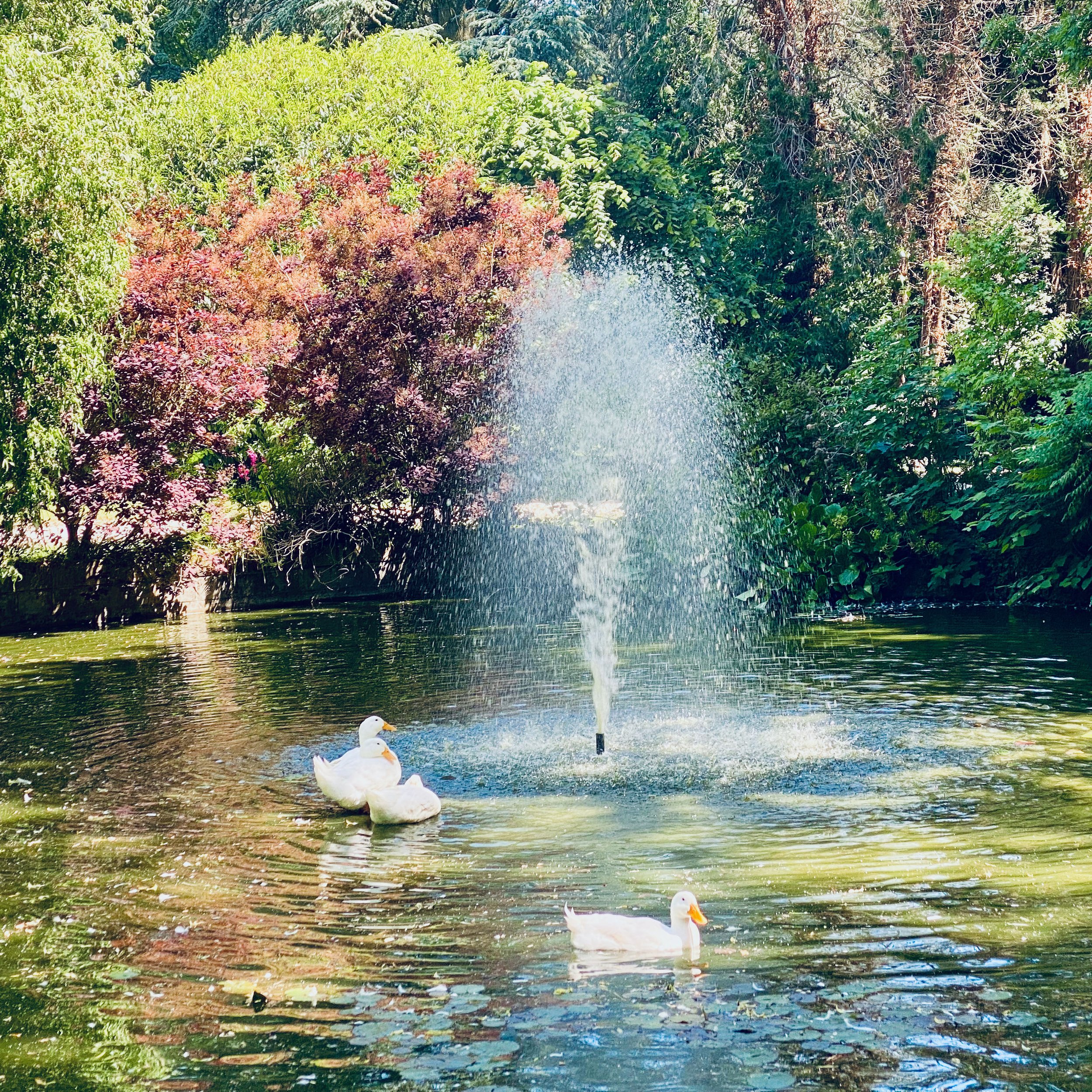 Happy Ducks