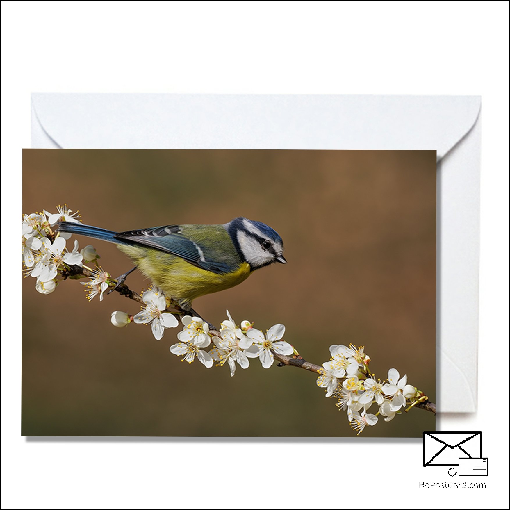 Blue tit on Spring Blossom.tif C.jpg