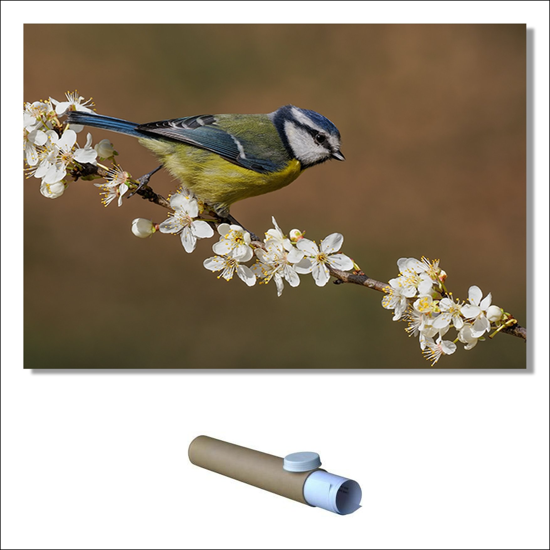 Blue tit on Spring Blossom.tif P.jpg