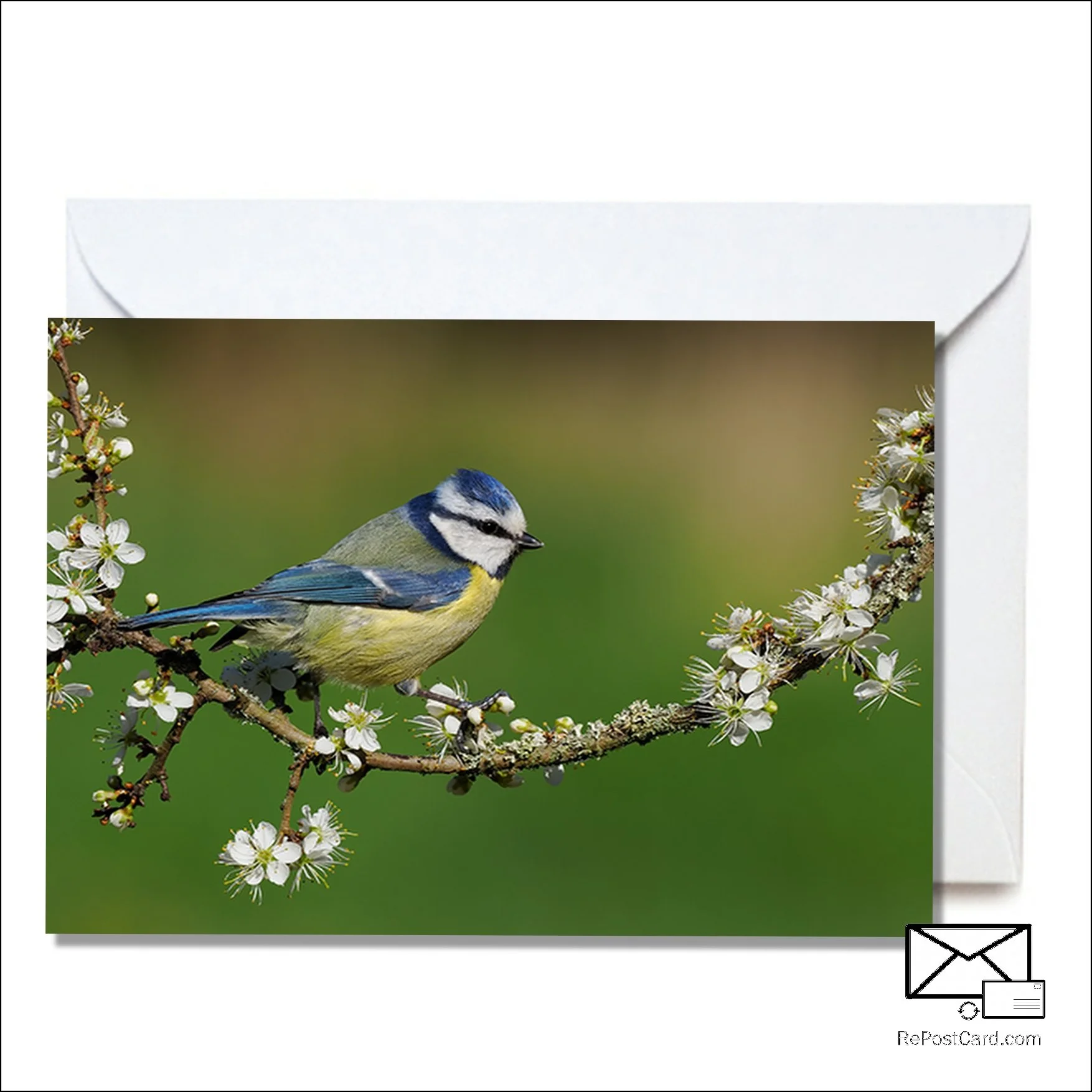 Blue tit and Blossom.tif C.jpg