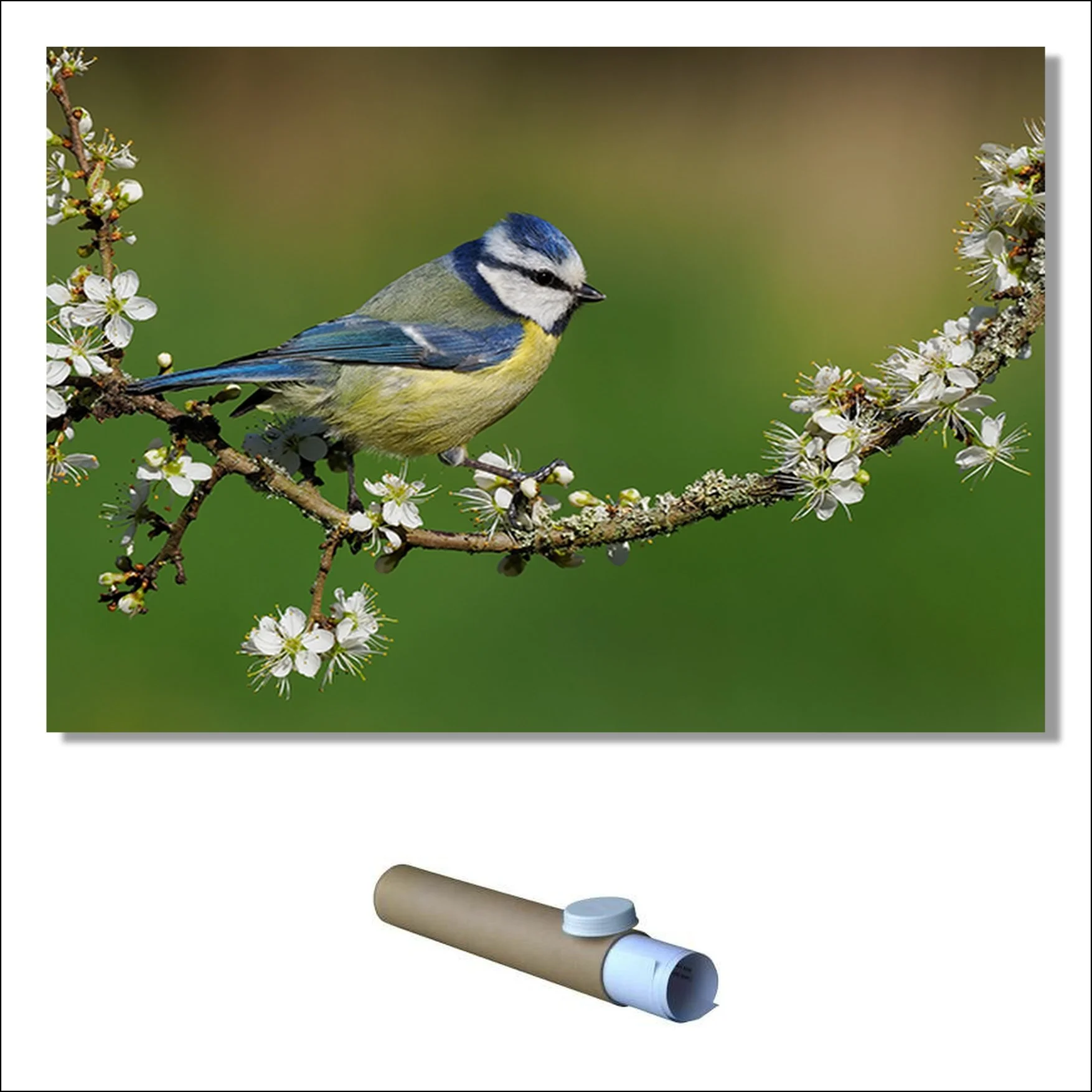 Blue tit and Blossom.tif P.jpg