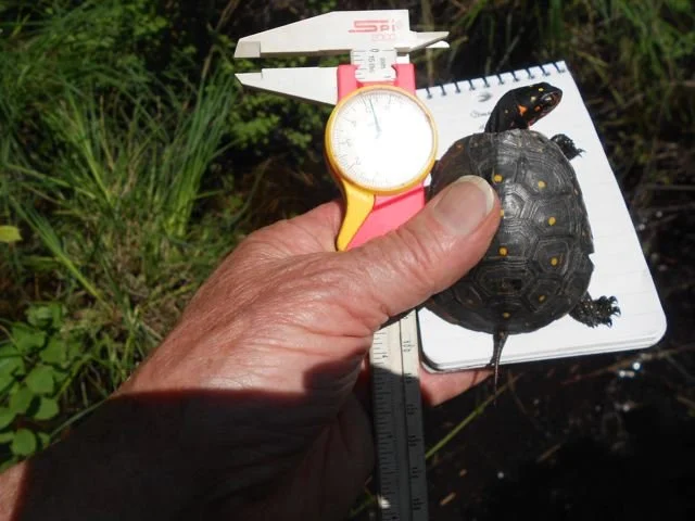 first turtle david carroll.jpeg