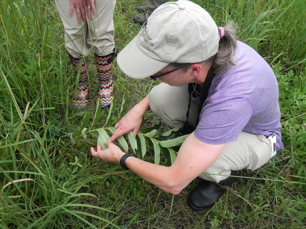 Karen+Oberhauser+finds+1st+instar+monarch+Moely+8-15-19+(2).jpg