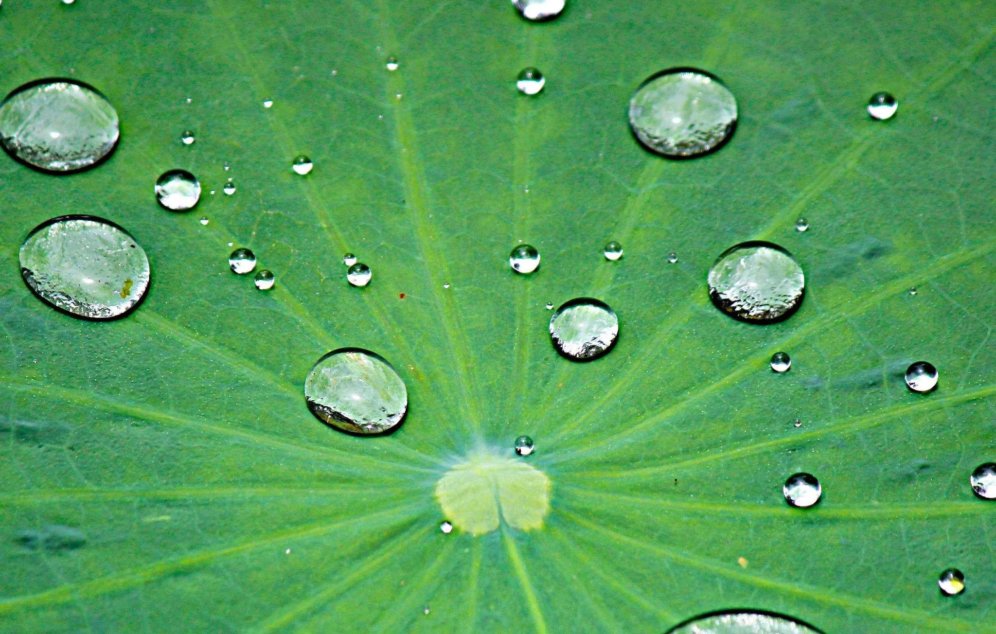 biomimicry_1_500kb.jpg