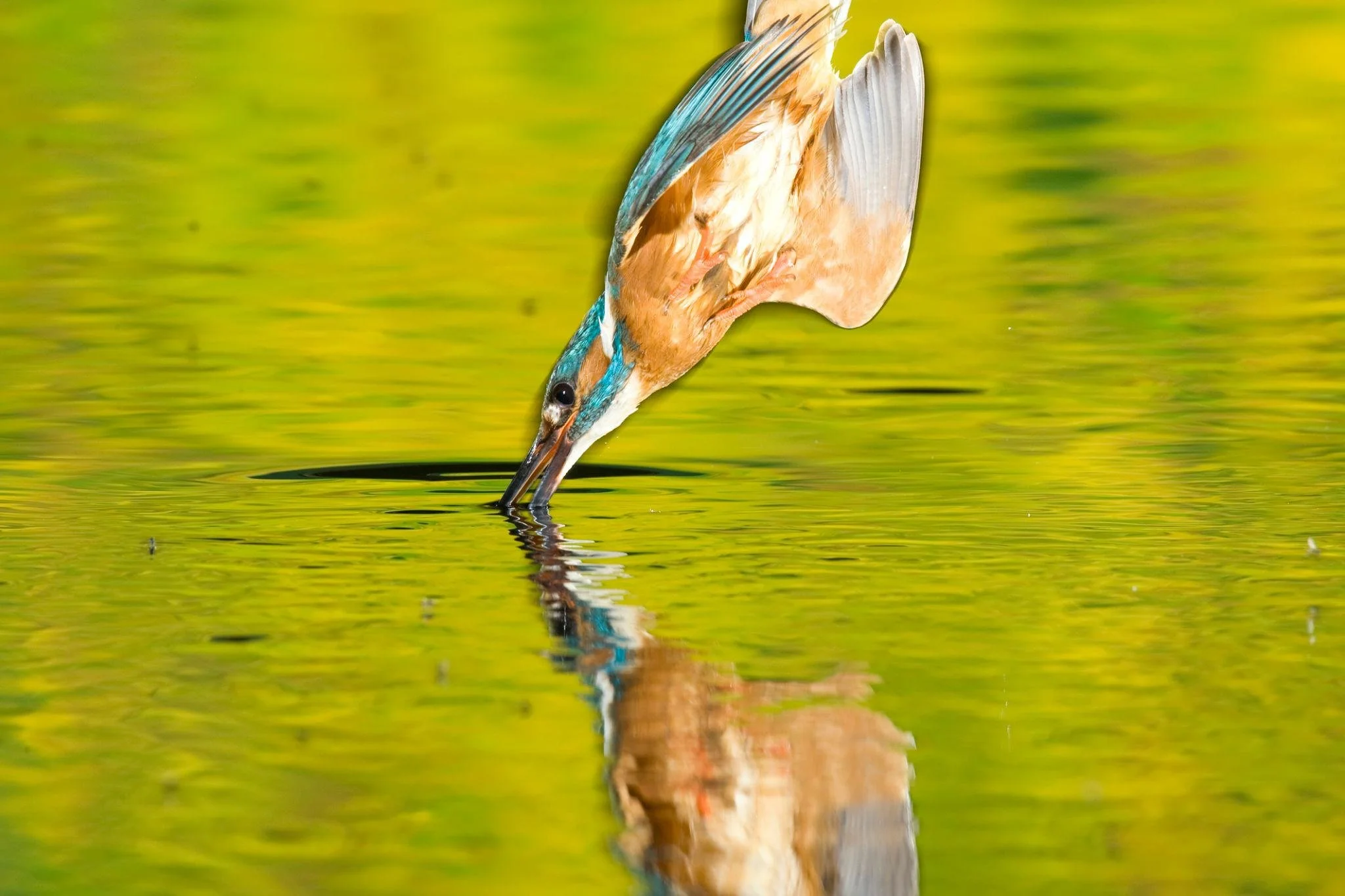 biomimicry_2_500kb.jpg