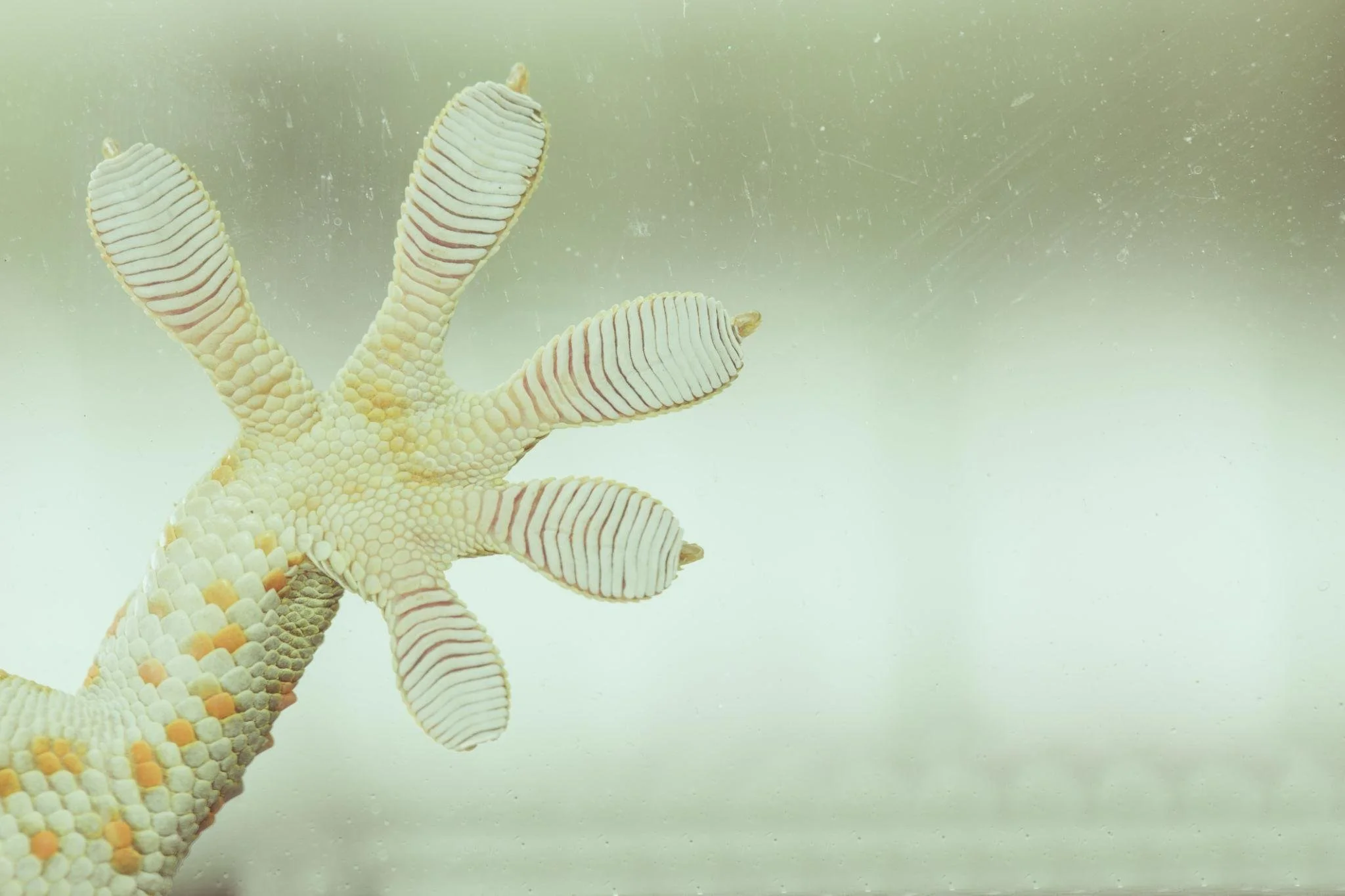 biomimicry_4_500kb.jpg