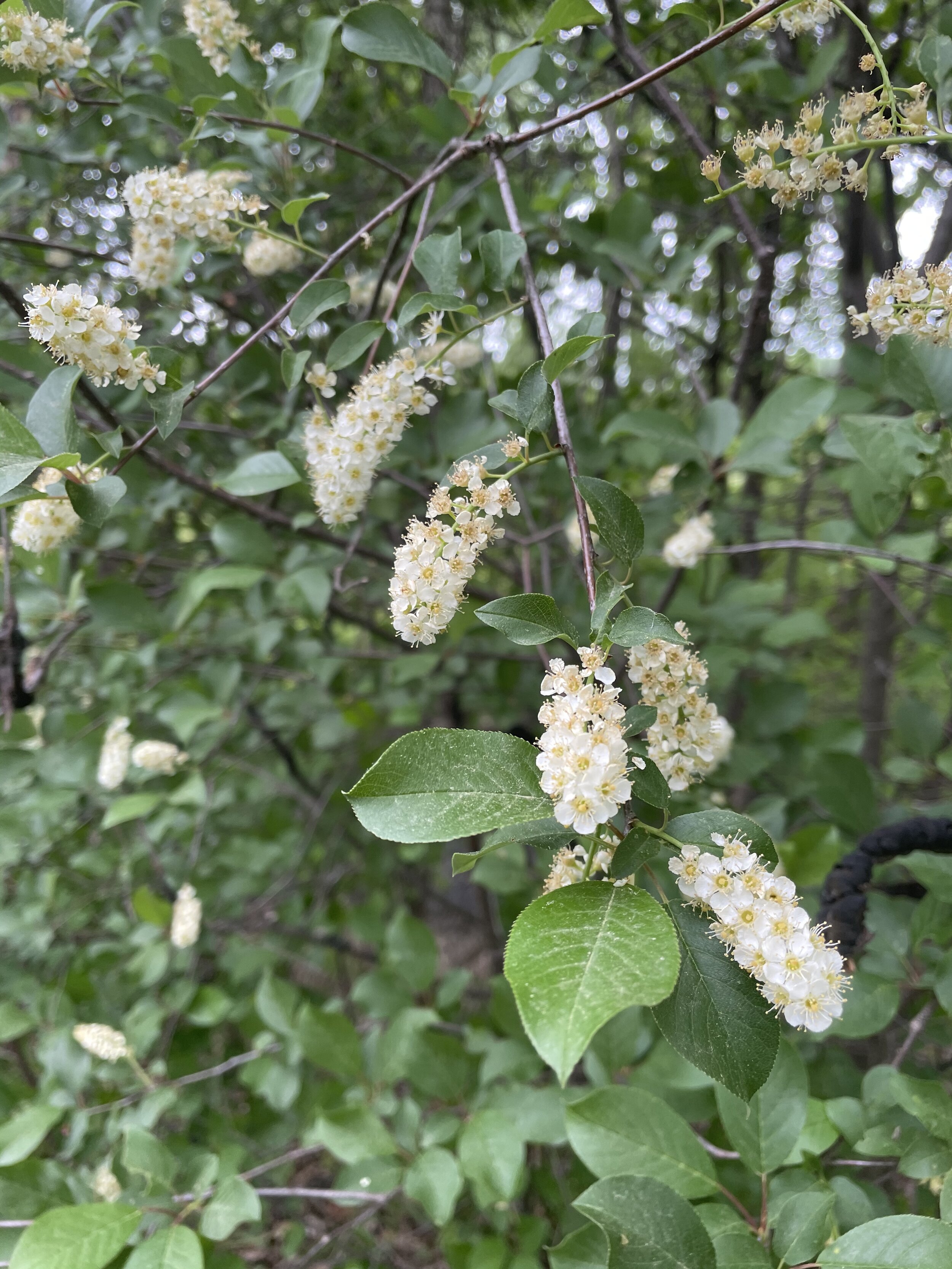  Choke Cherry blossoms - This Fall maybe we will make a sauce with the fruits when they are ripe and if the birds leave any for us to sample. 